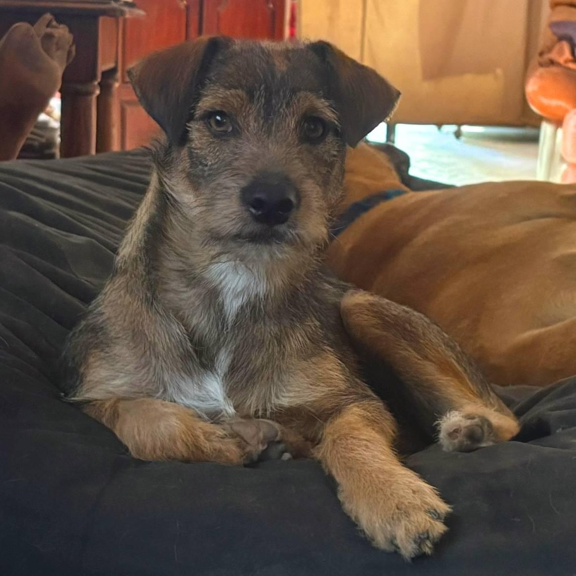Benny, adopted, Young Male Terrier & Chihuahua.