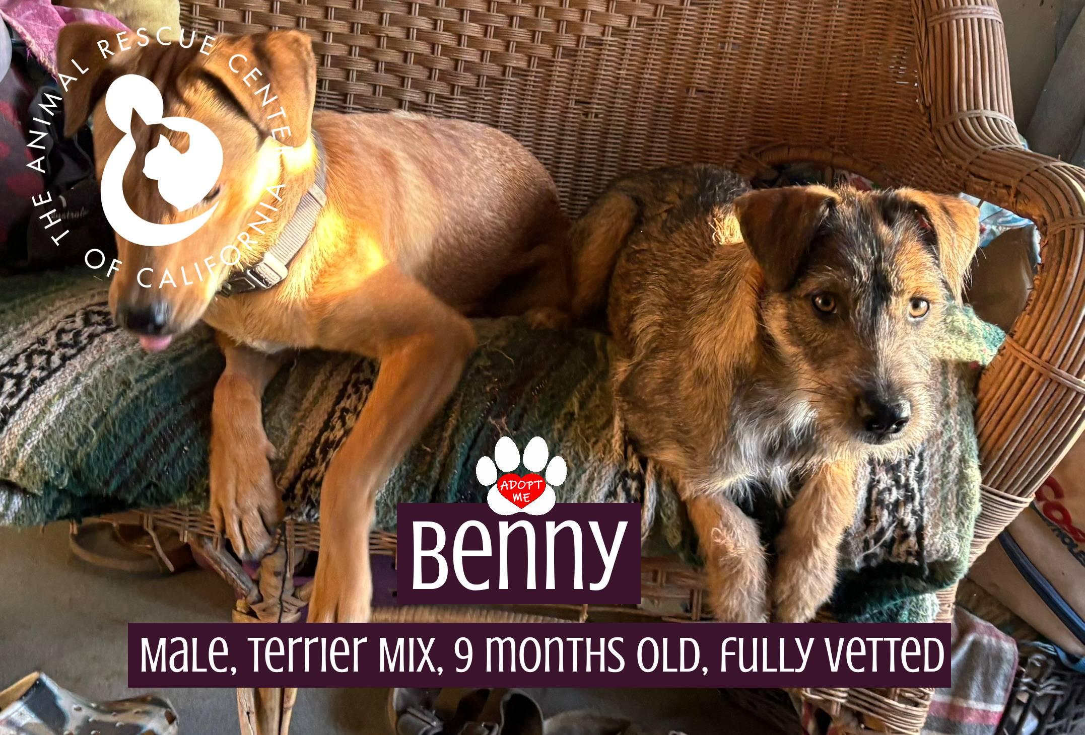 Enlarge Benny, an adopted mixed breed in Coachella, CA image 5/6