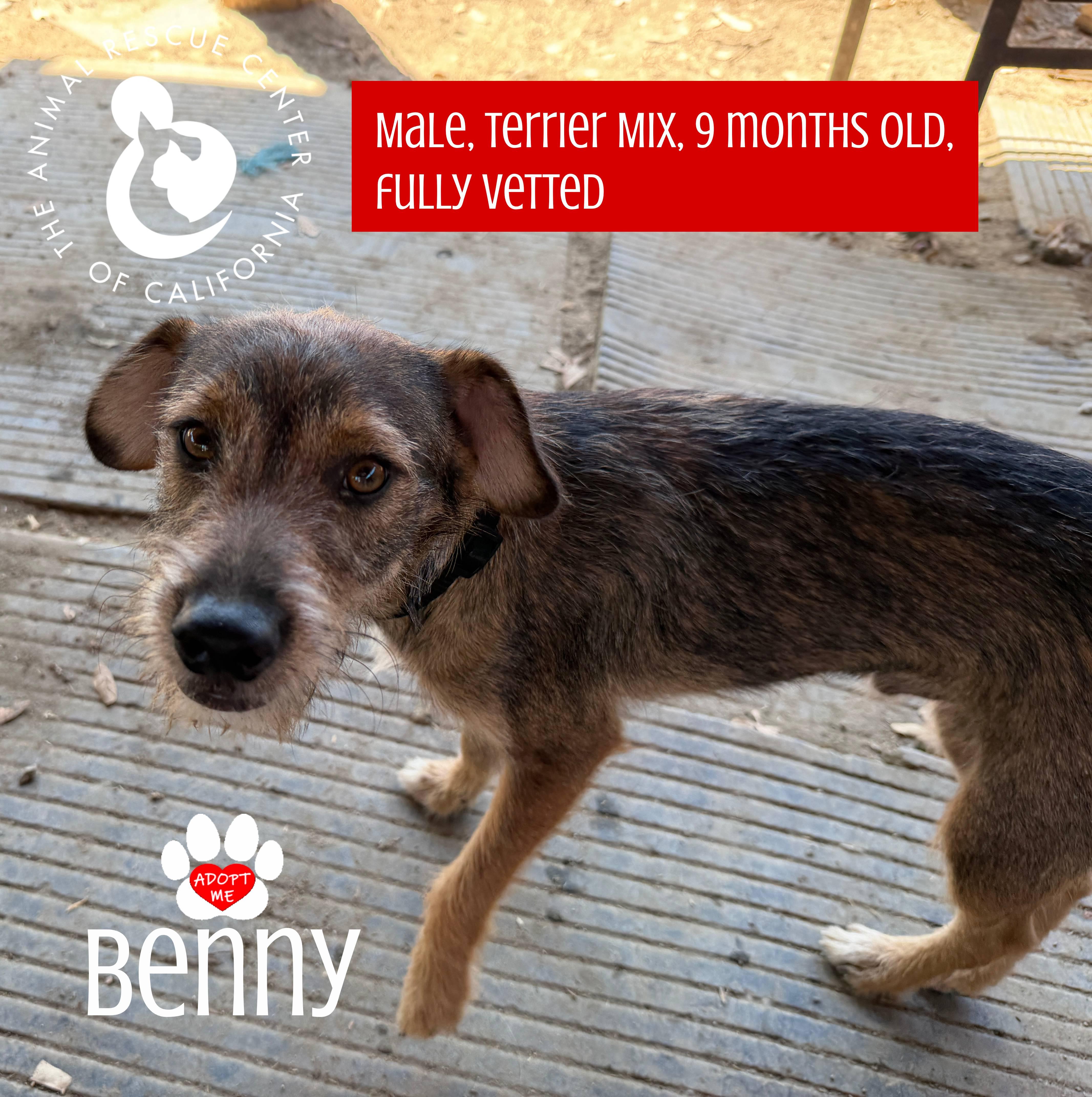 Enlarge Benny, an adopted mixed breed in Coachella, CA image 3/6