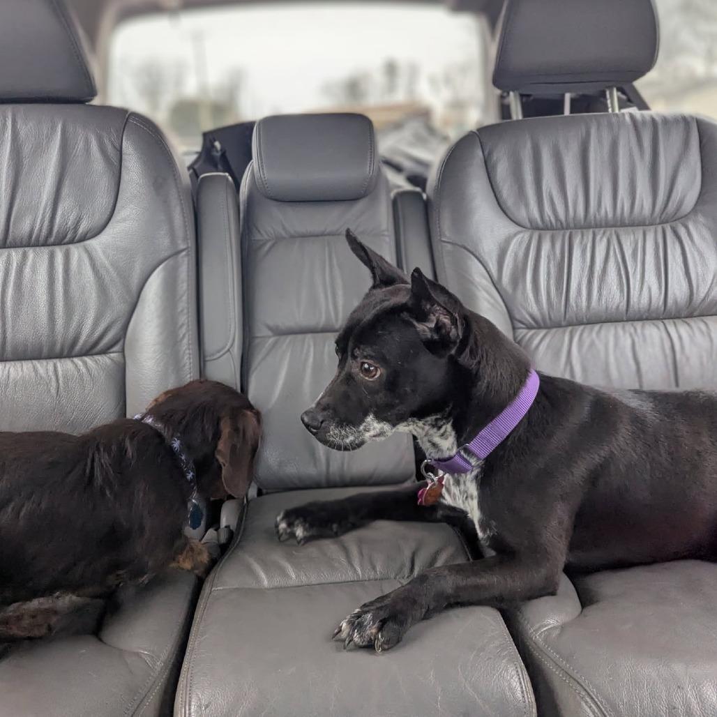 Enlarge Cleo, a Adoptable mixed breed in Greenville, SC image 1/6