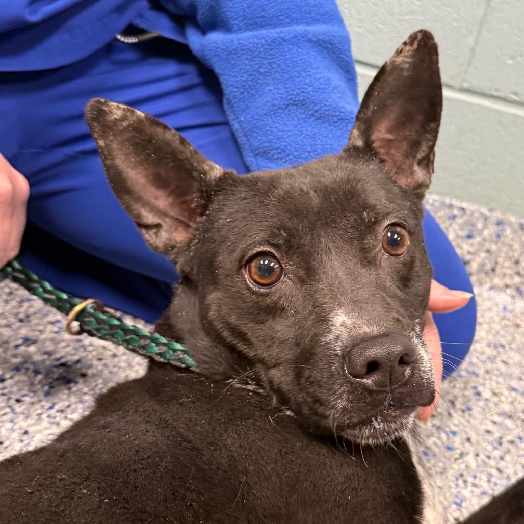 Enlarge Cleo, a Adoptable mixed breed in Greenville, SC image 2/6