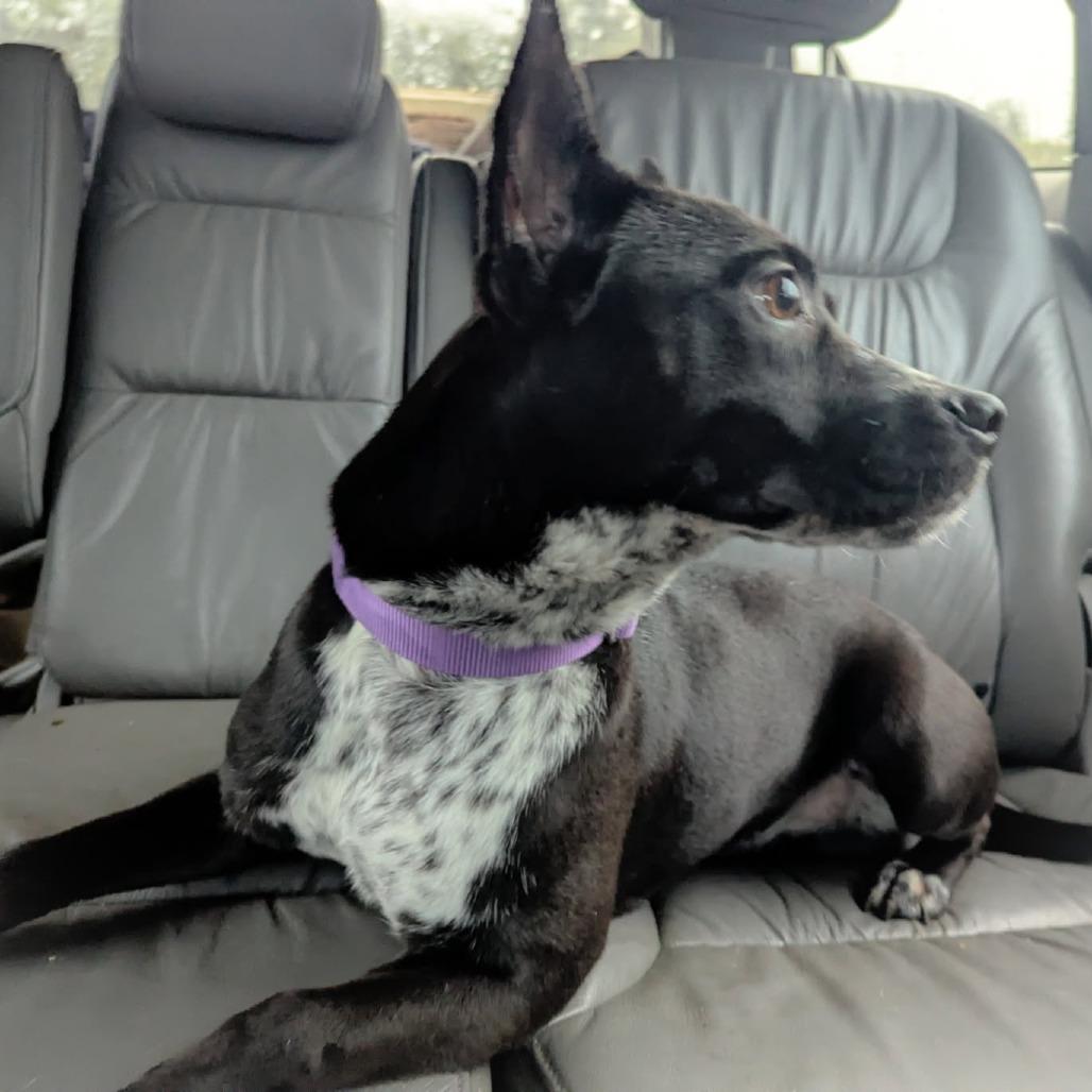 Enlarge Cleo, a Adoptable mixed breed in Greenville, SC image 3/6