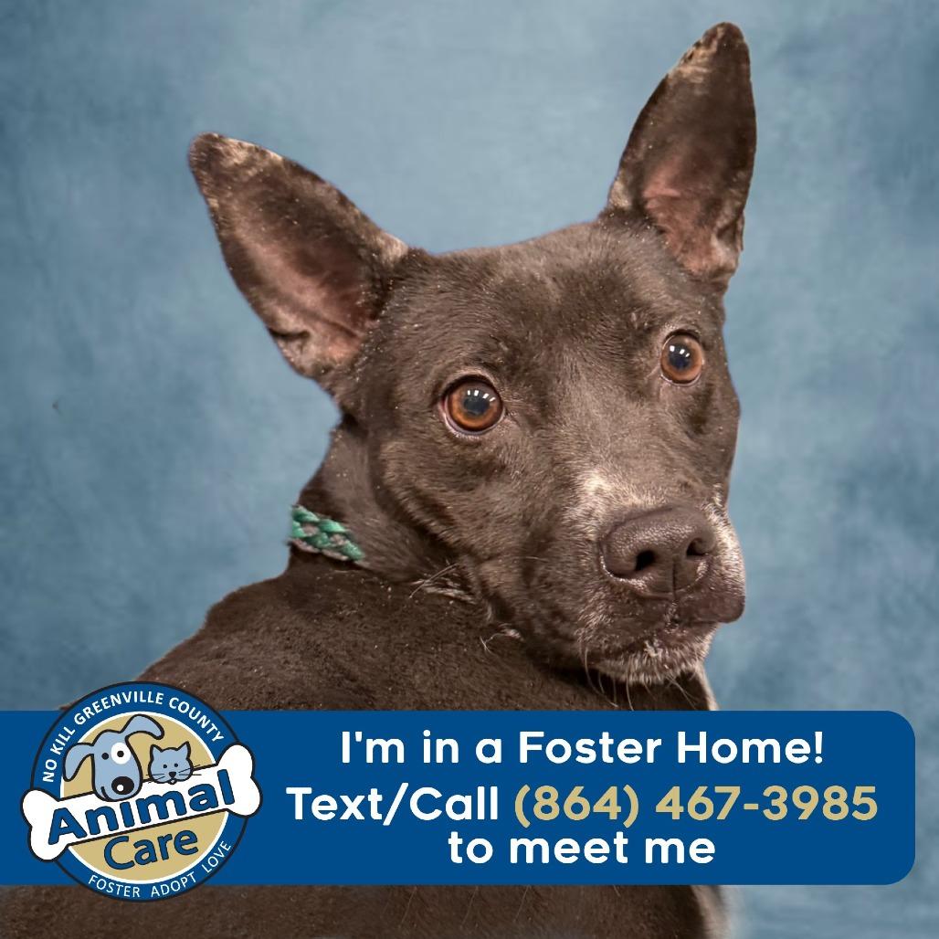 Enlarge Cleo, a Adoptable mixed breed in Greenville, SC image 4/6