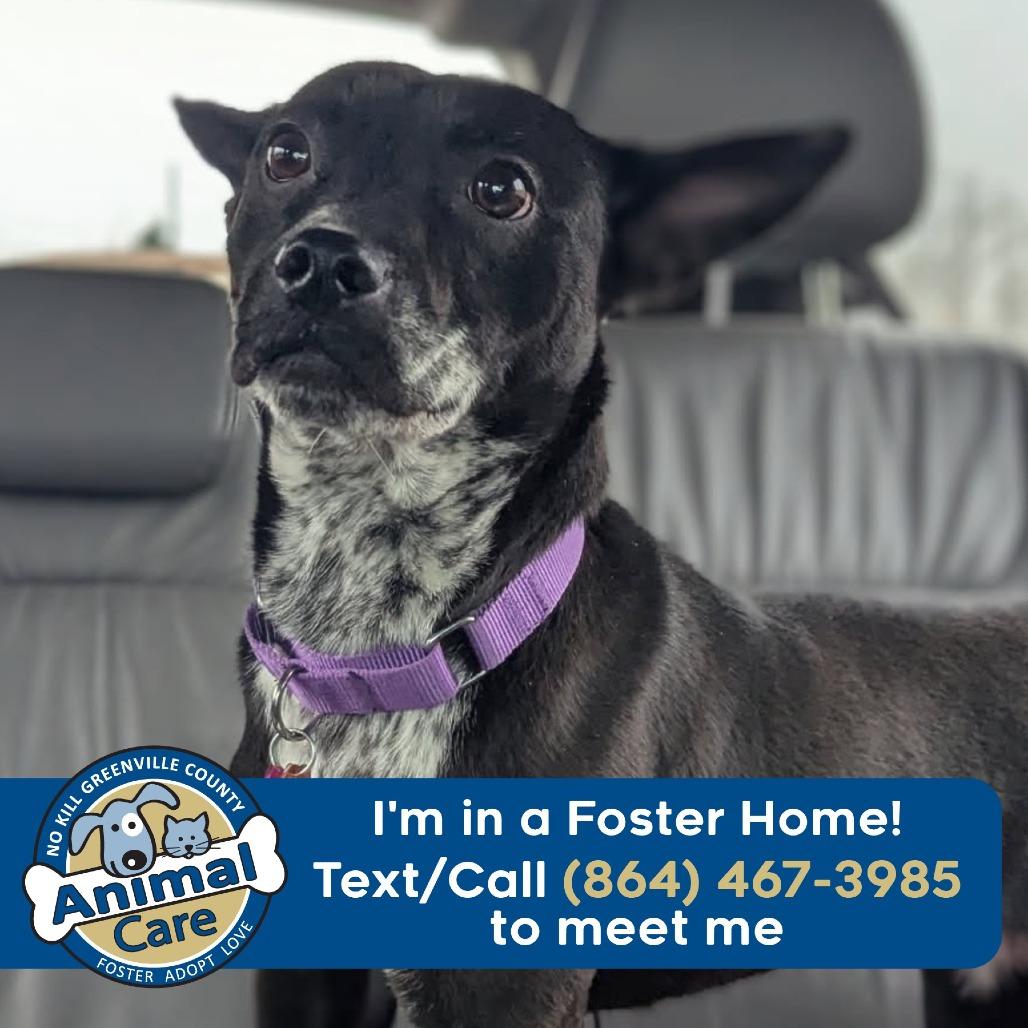 Enlarge Cleo, a Adoptable mixed breed in Greenville, SC image 5/6