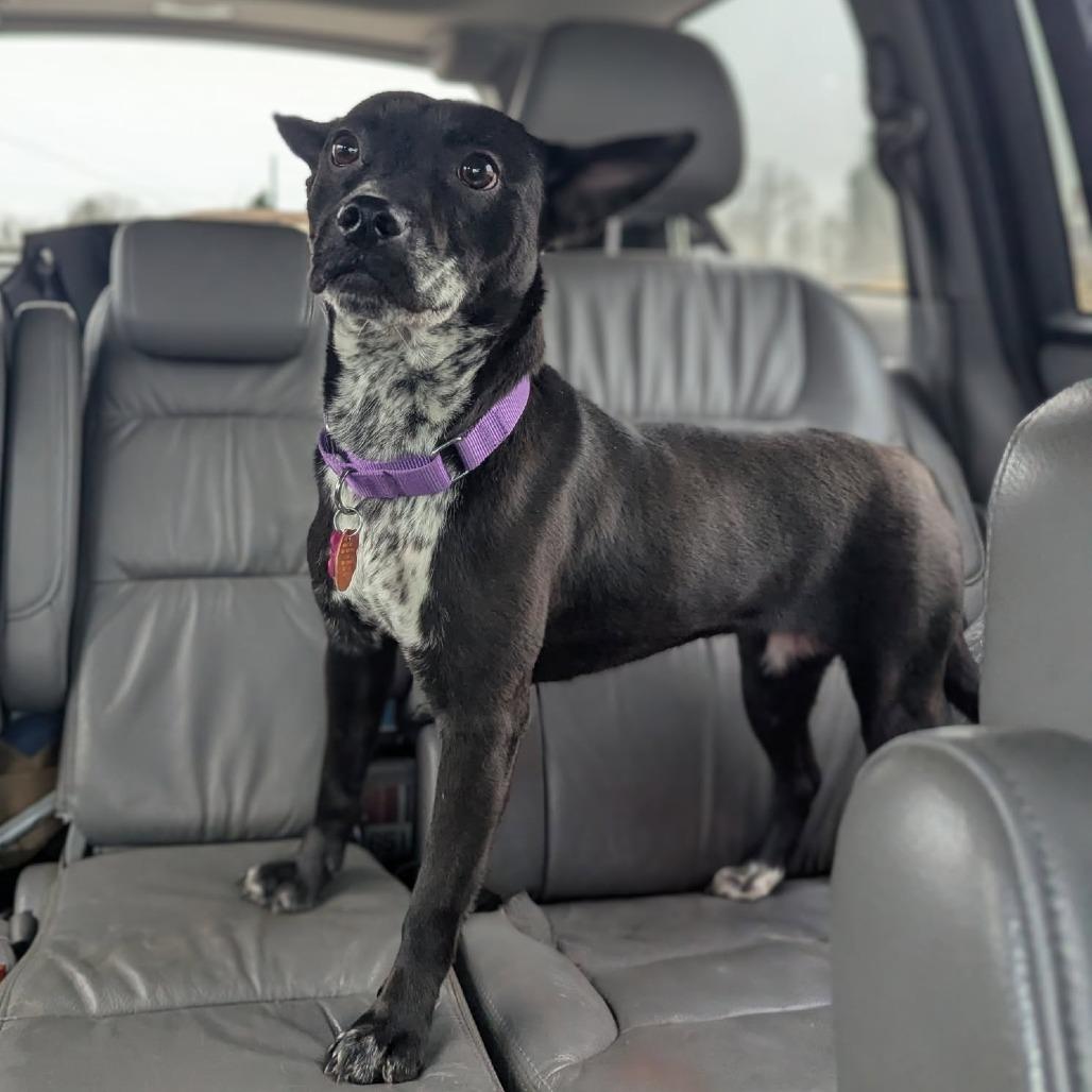 Enlarge Cleo, a Adoptable mixed breed in Greenville, SC image 6/6