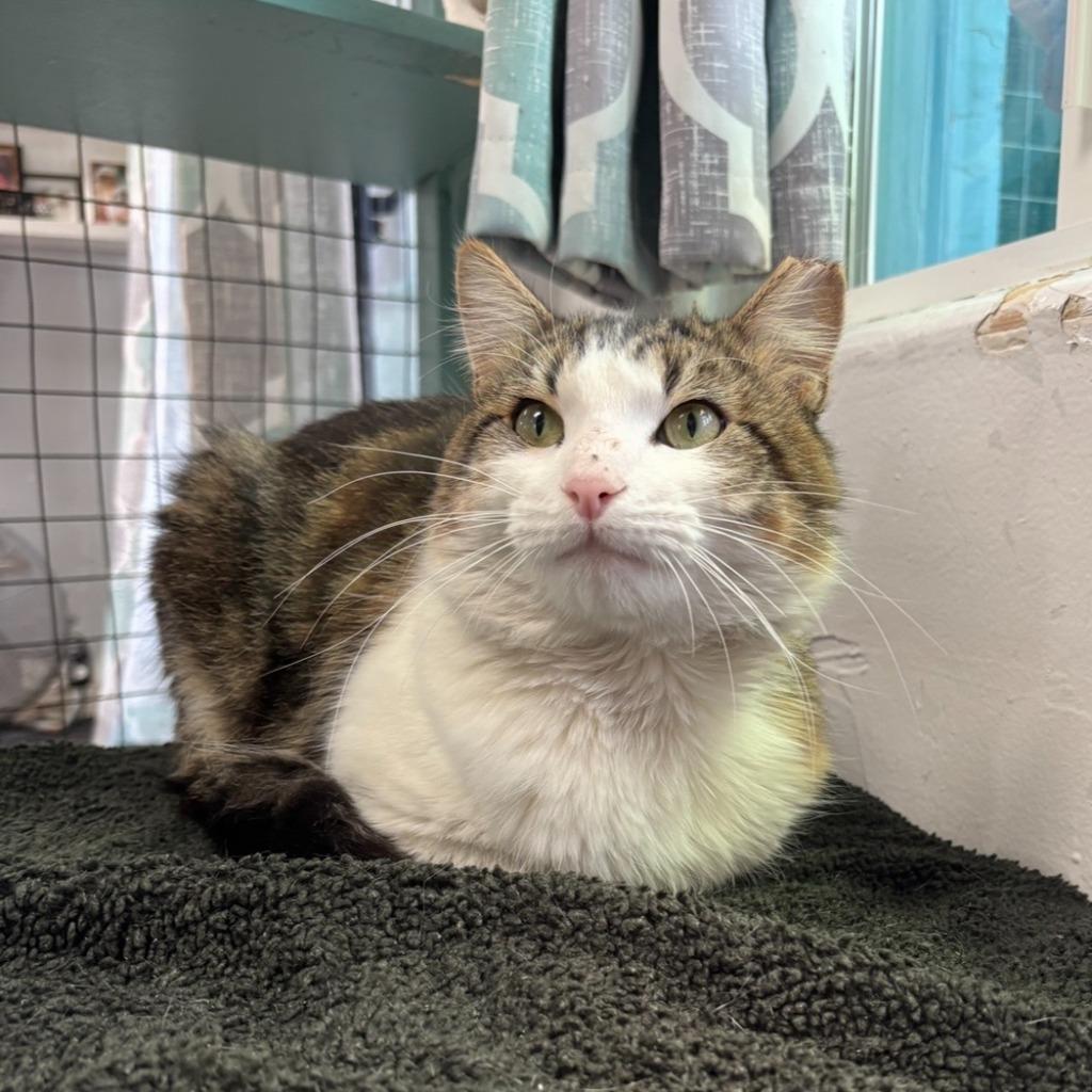 Enlarge Thomas, a Adoptable mixed breed in Los Angeles, CA image 2/6