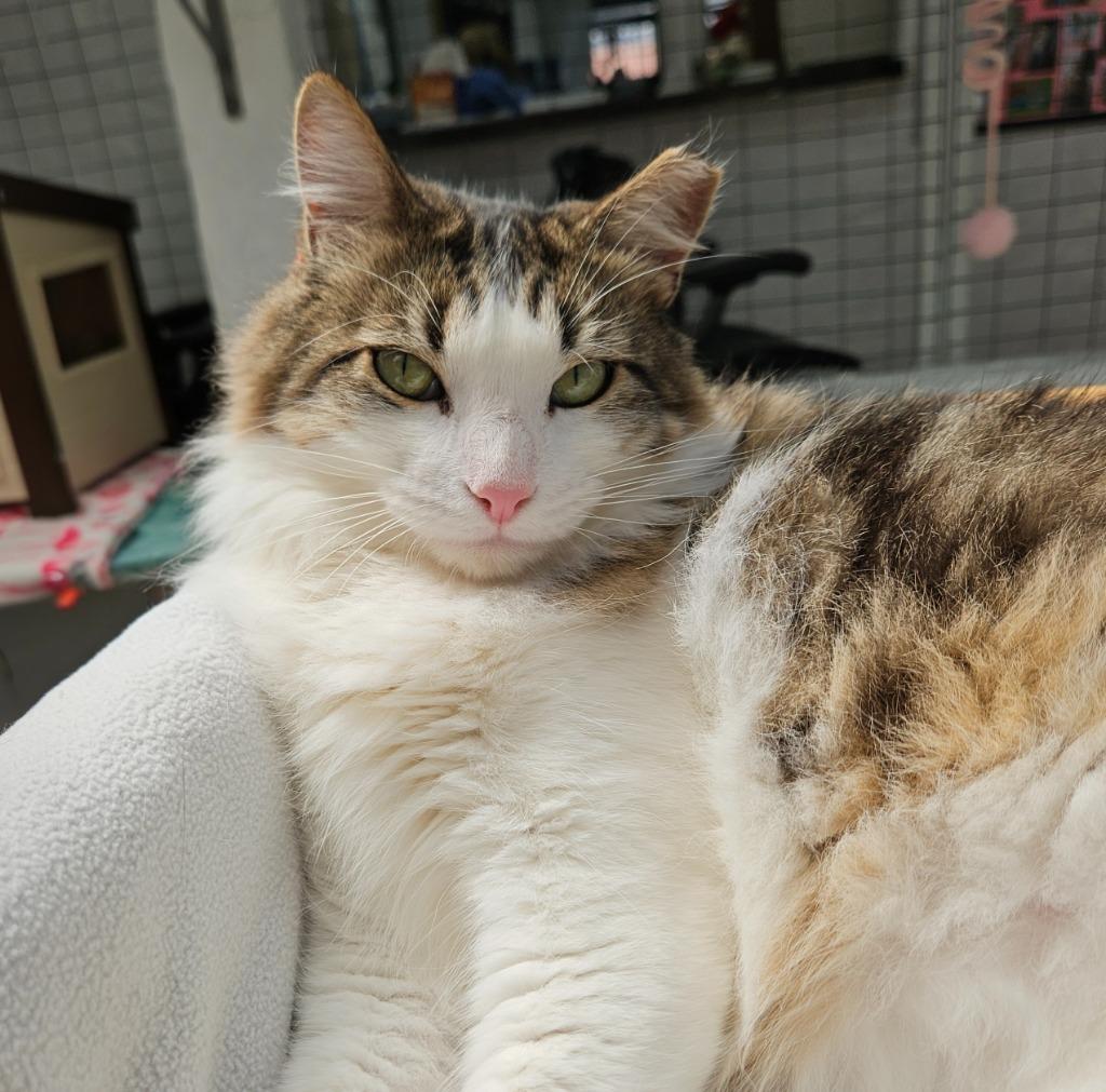 Enlarge Thomas, a Adoptable mixed breed in Los Angeles, CA image 1/6
