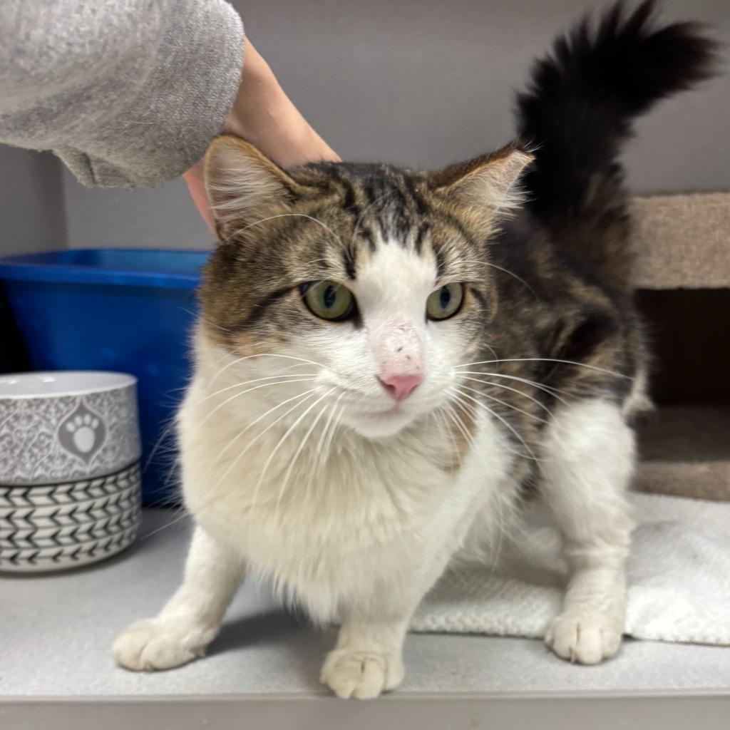 Enlarge Thomas, a Adoptable mixed breed in Los Angeles, CA image 5/6