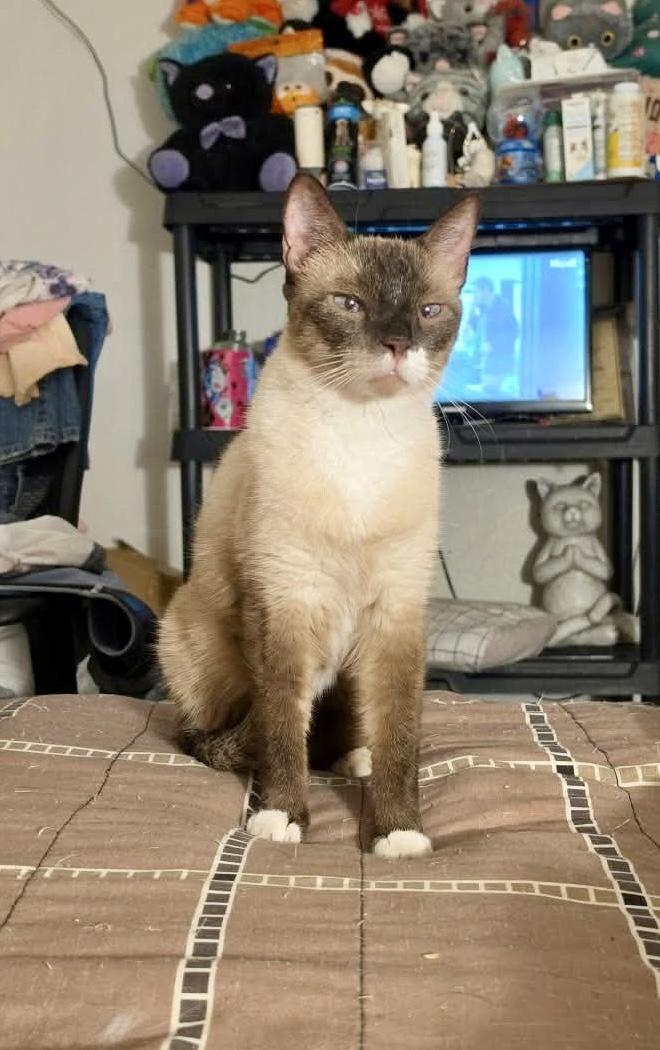 Enlarge Marshmallow, a Adoptable mixed breed in Mission Viejo, CA image 2/4