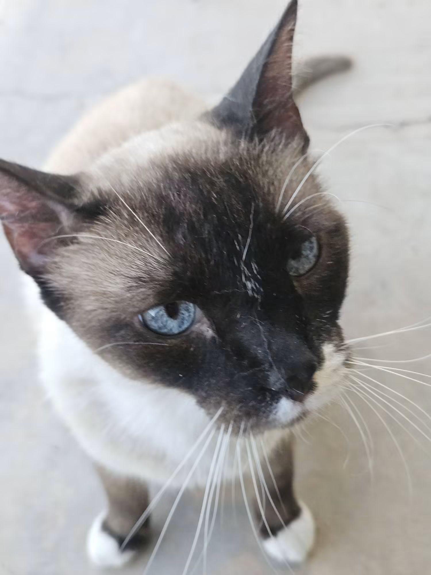 Marshmallow, Adoptable, Adult Male Applehead Siamese & Snowshoe.