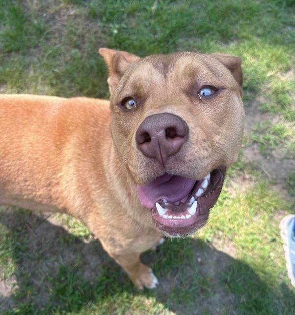 Baxter, an adoptable Pit Bull Terrier in Prudenville, MI, 48651 | Photo Image 1