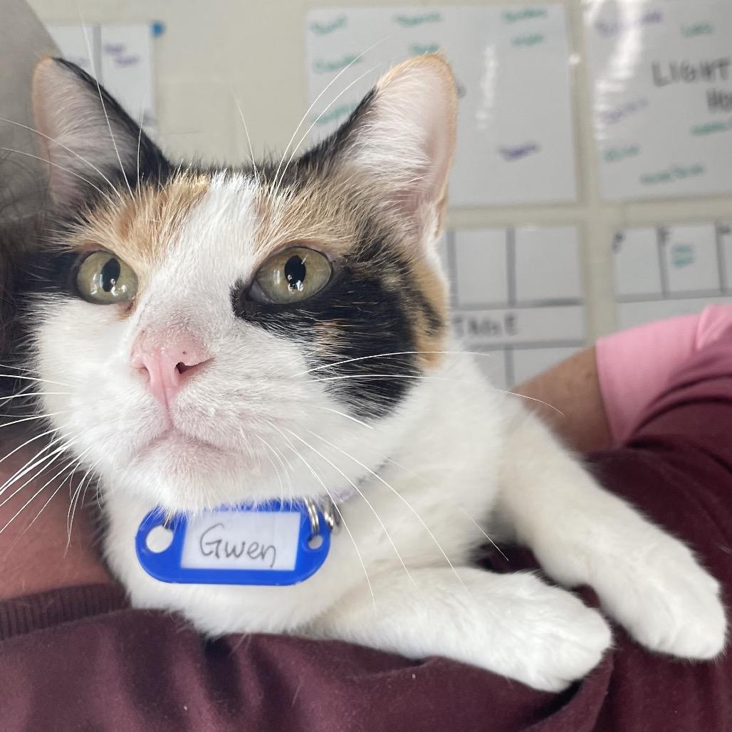 Gwen, Adoptable, Adult Female Domestic Medium Hair.
