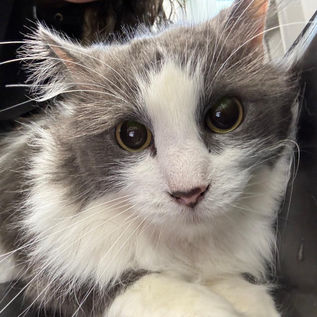 Valentine, adopted, Adult Male Domestic Long Hair.