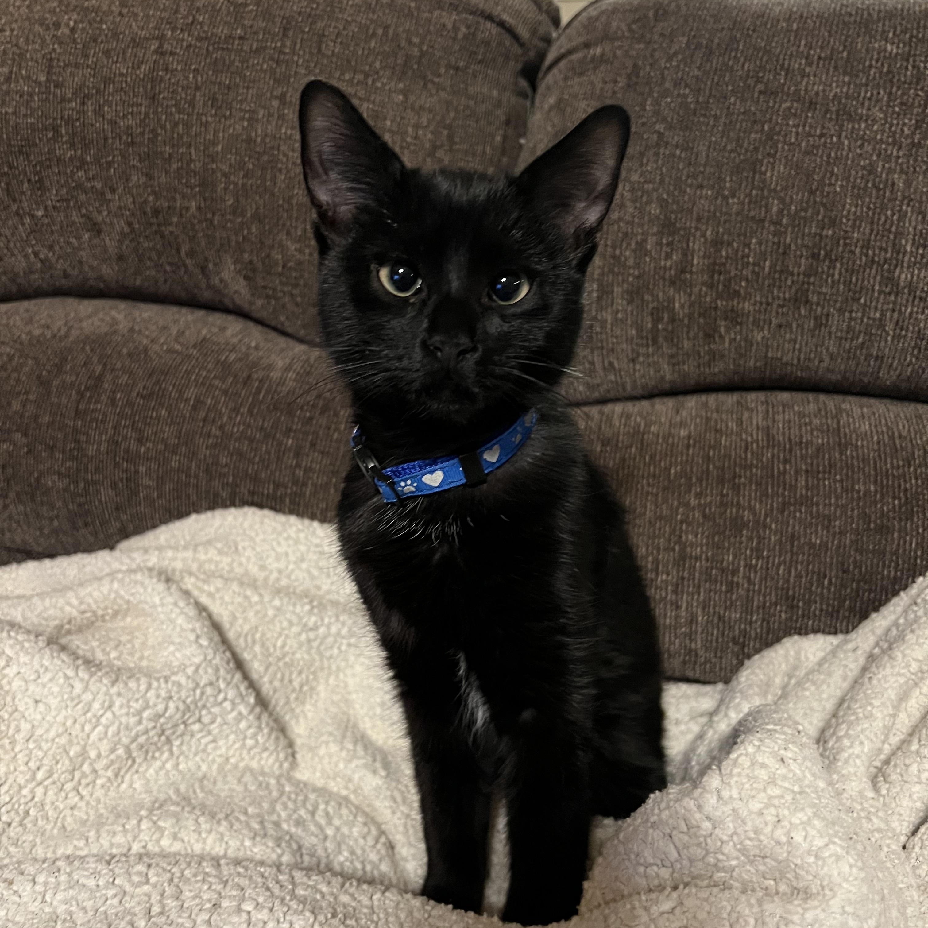 Enlarge Pitter, an adopted Domestic Short Hair in Madison, WI image 4/6