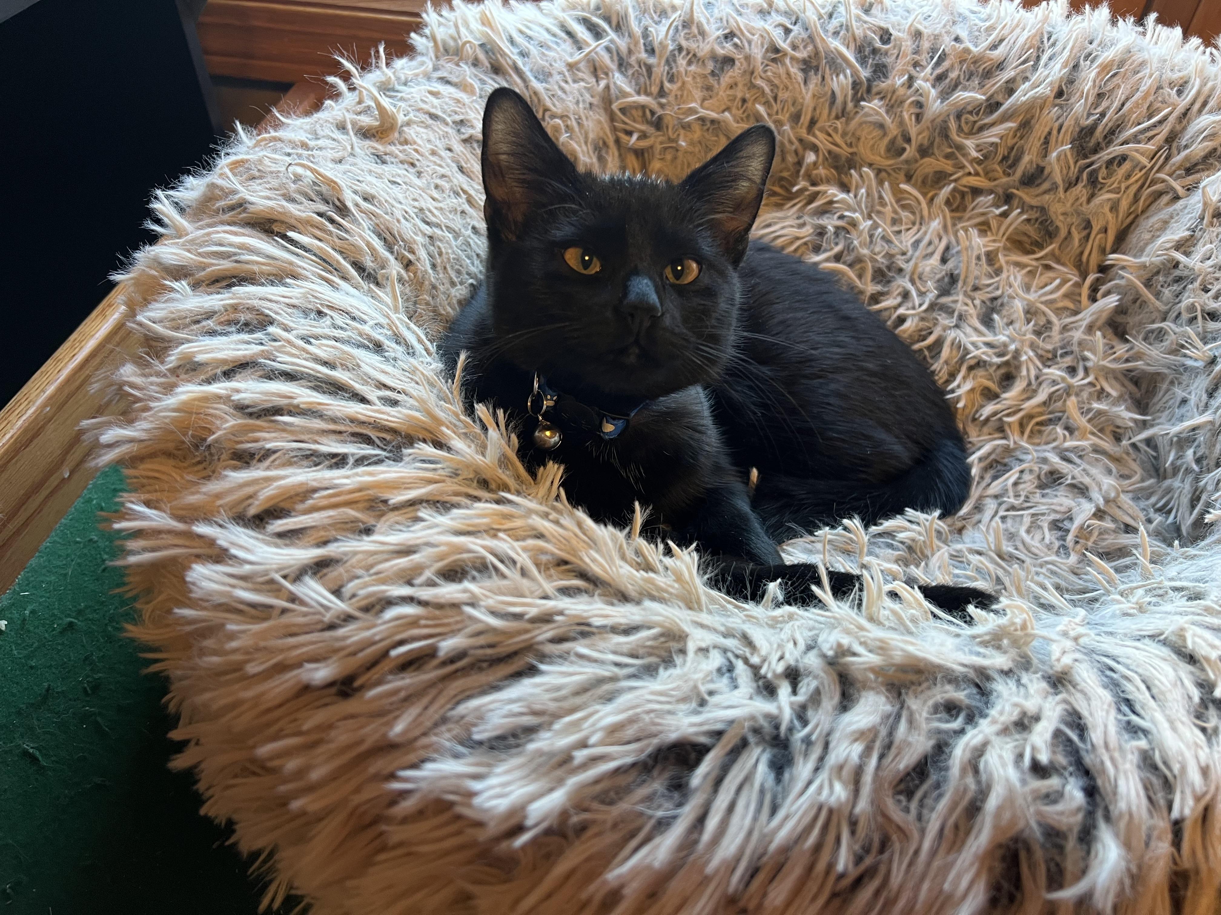 Enlarge Pitter, an adopted Domestic Short Hair in Madison, WI image 1/6