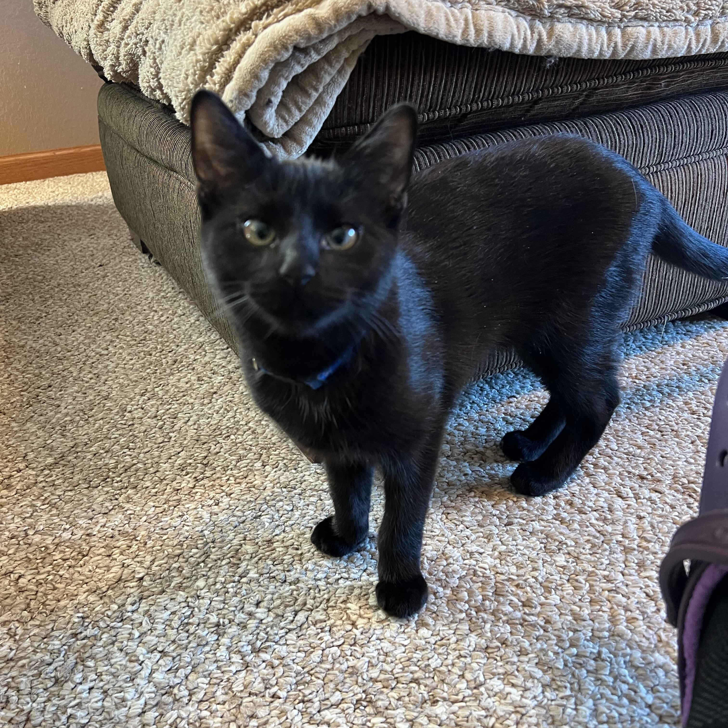 Enlarge Pitter, an adopted Domestic Short Hair in Madison, WI image 6/6