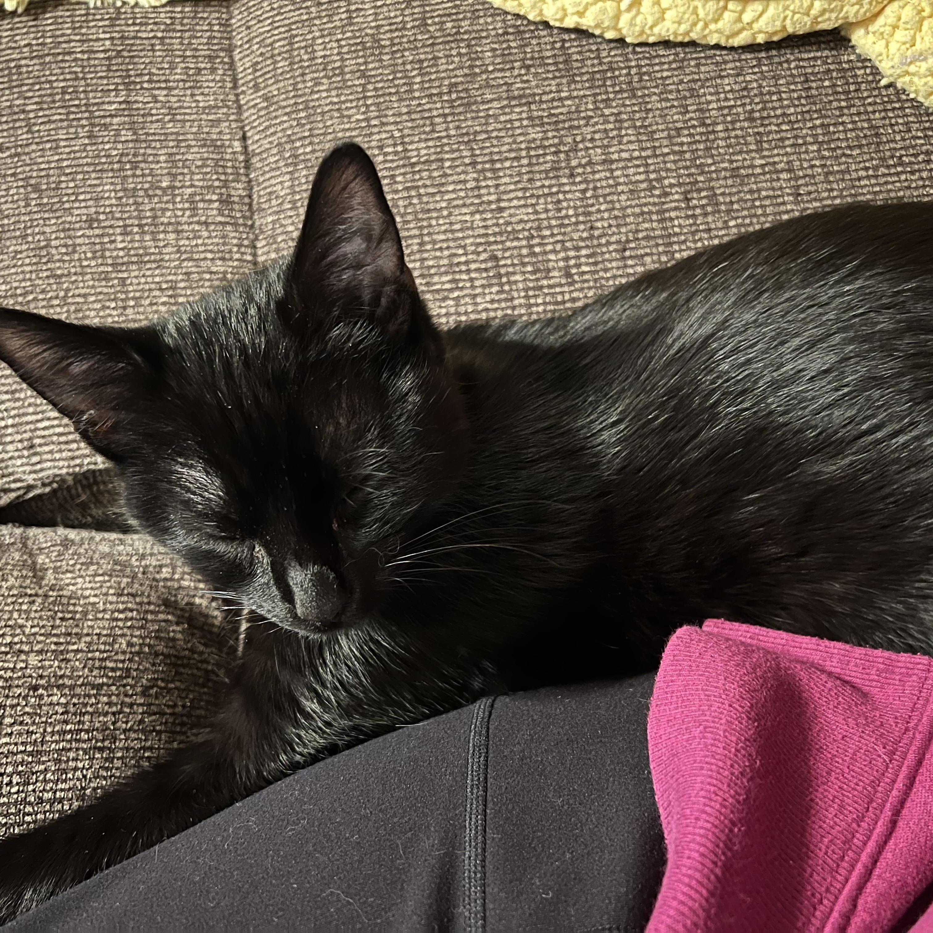 Enlarge Pitter, an adopted Domestic Short Hair in Madison, WI image 5/6