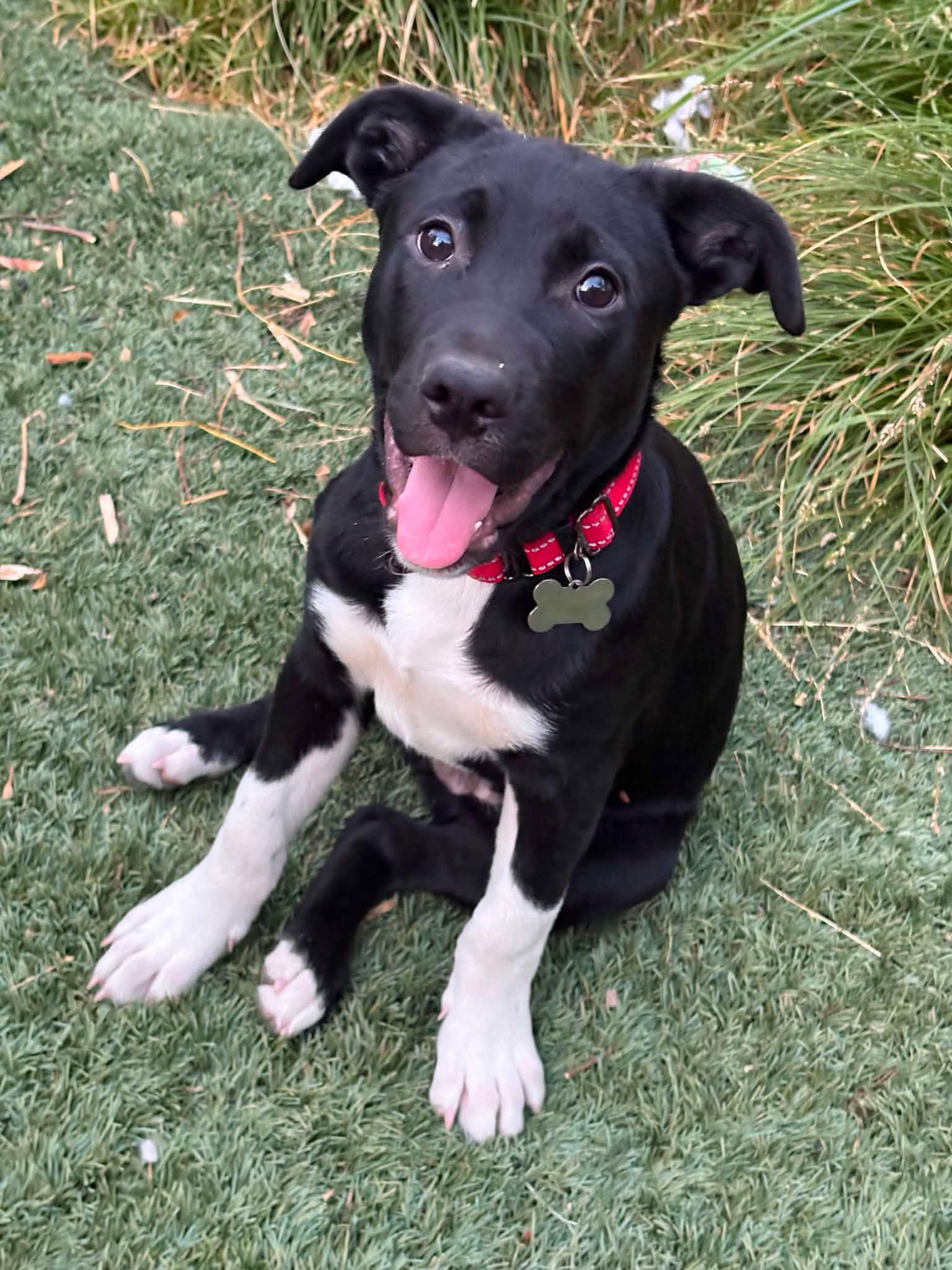 Socks, Adopted, Young Male Labrador Retriever.