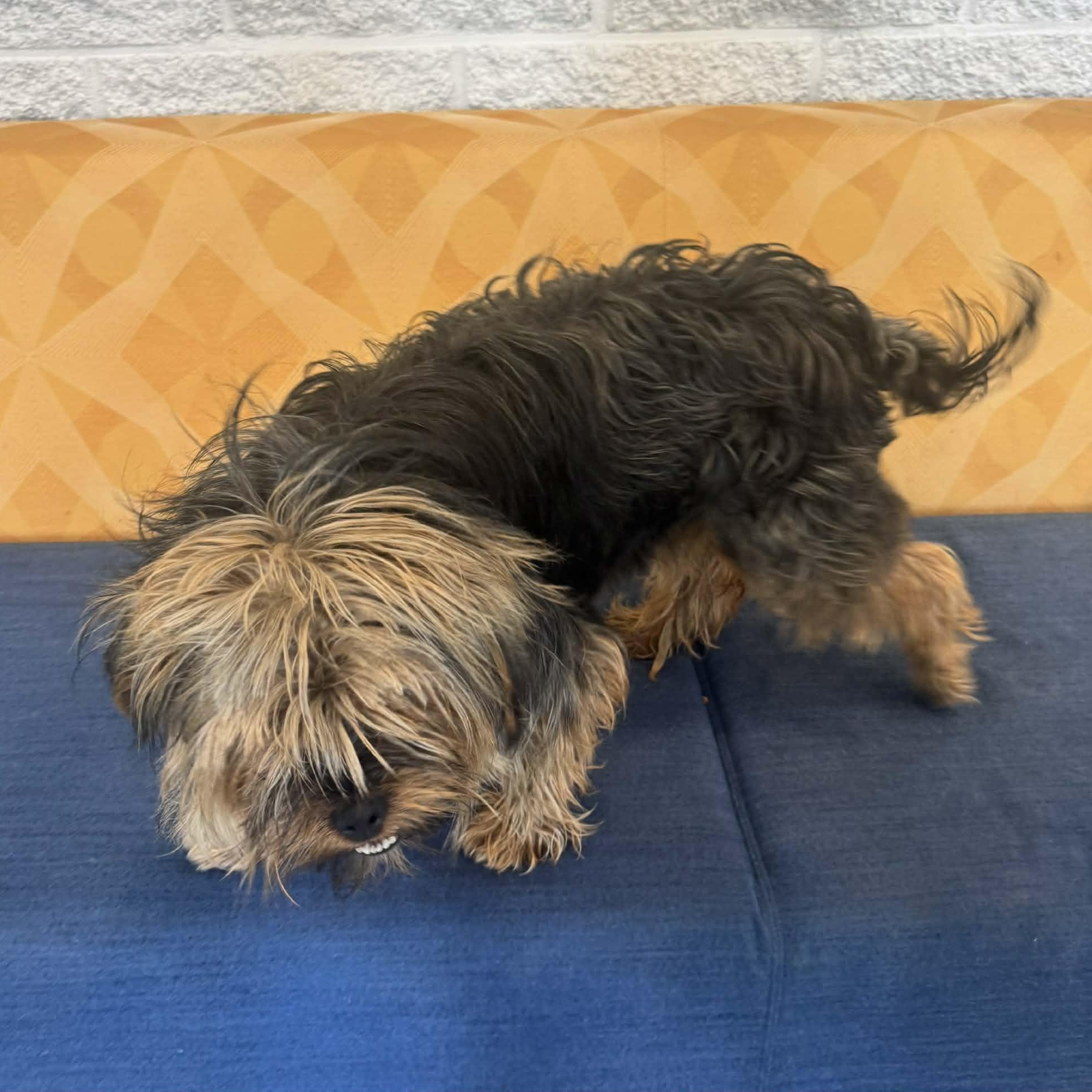 Enlarge Doc, an adopted mixed breed in Danbury, CT image 3/3