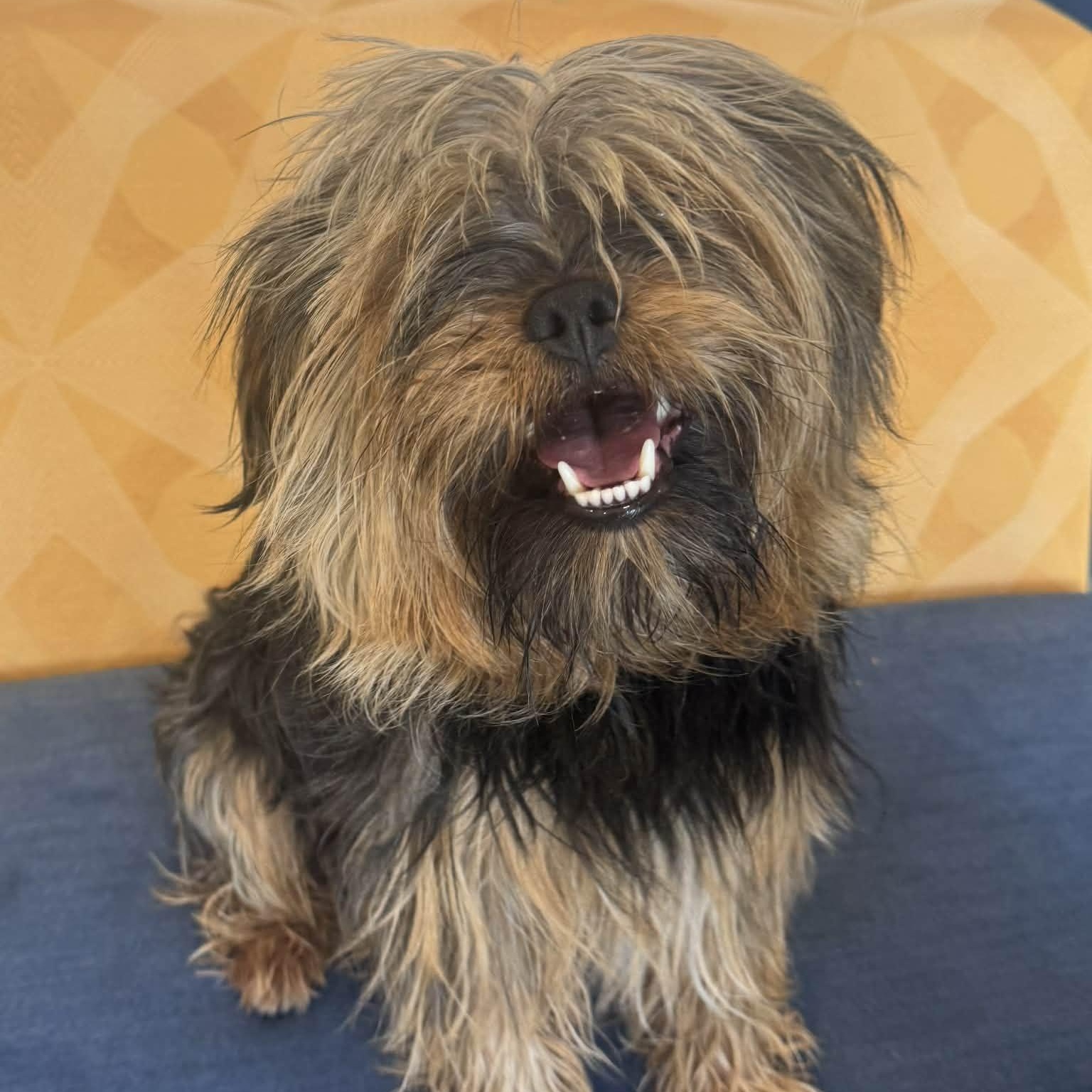 Doc, adopted, Young Male Yorkshire Terrier.