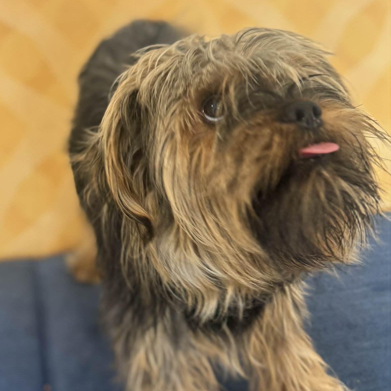 Enlarge Doc, an adopted mixed breed in Danbury, CT image 2/3