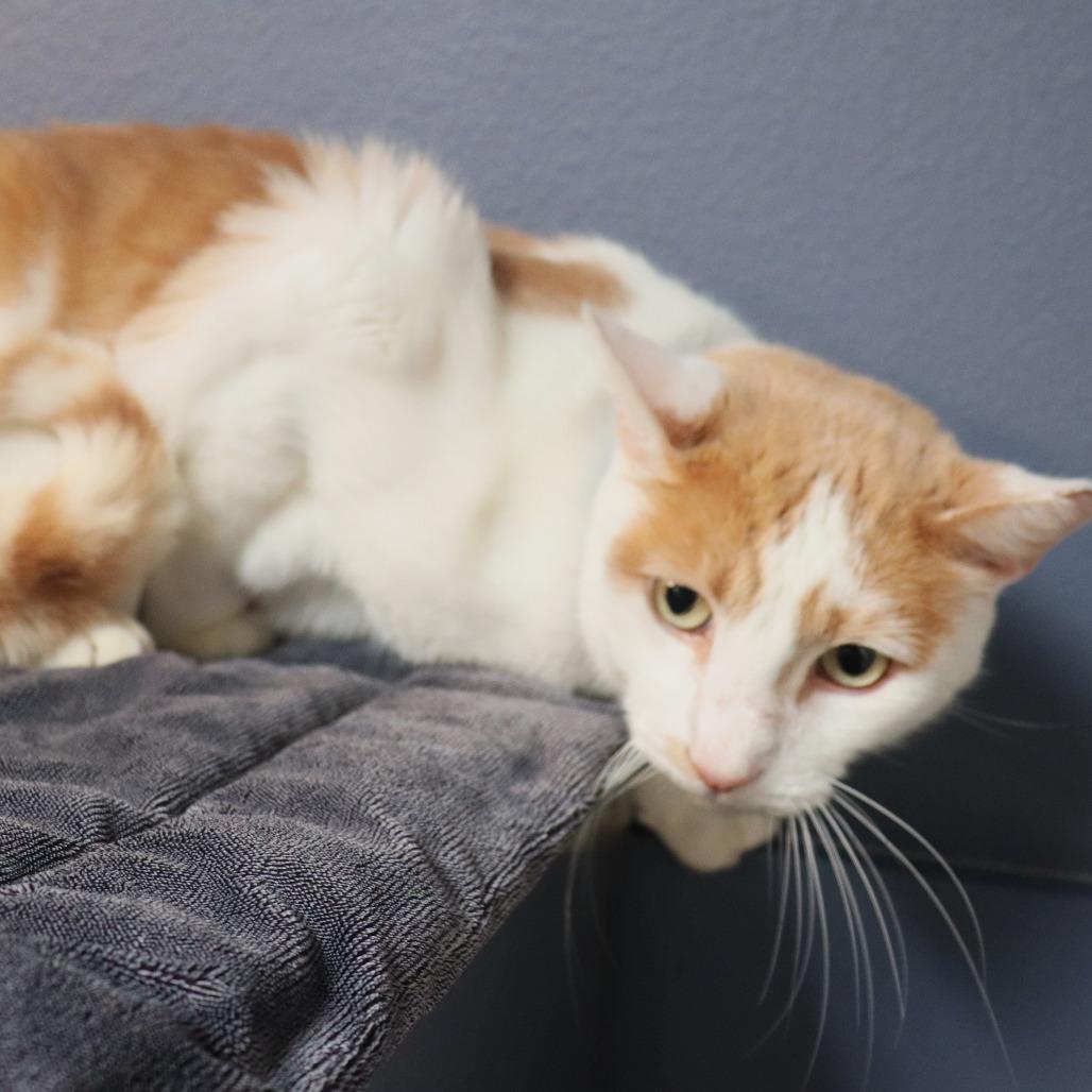 Percy — thumbnail 2