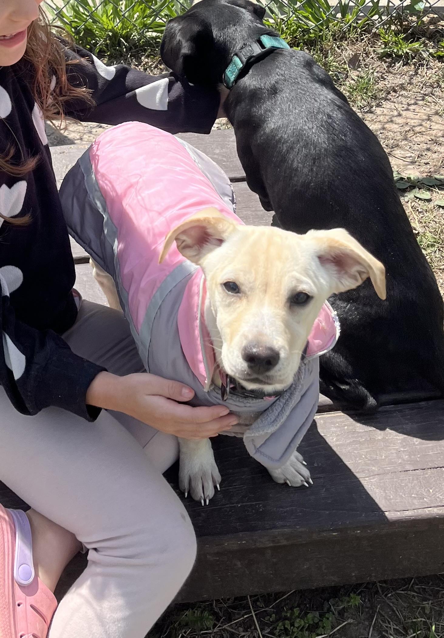 Cashew, a Adoptable mixed breed in Fairfax, VA image 2/3