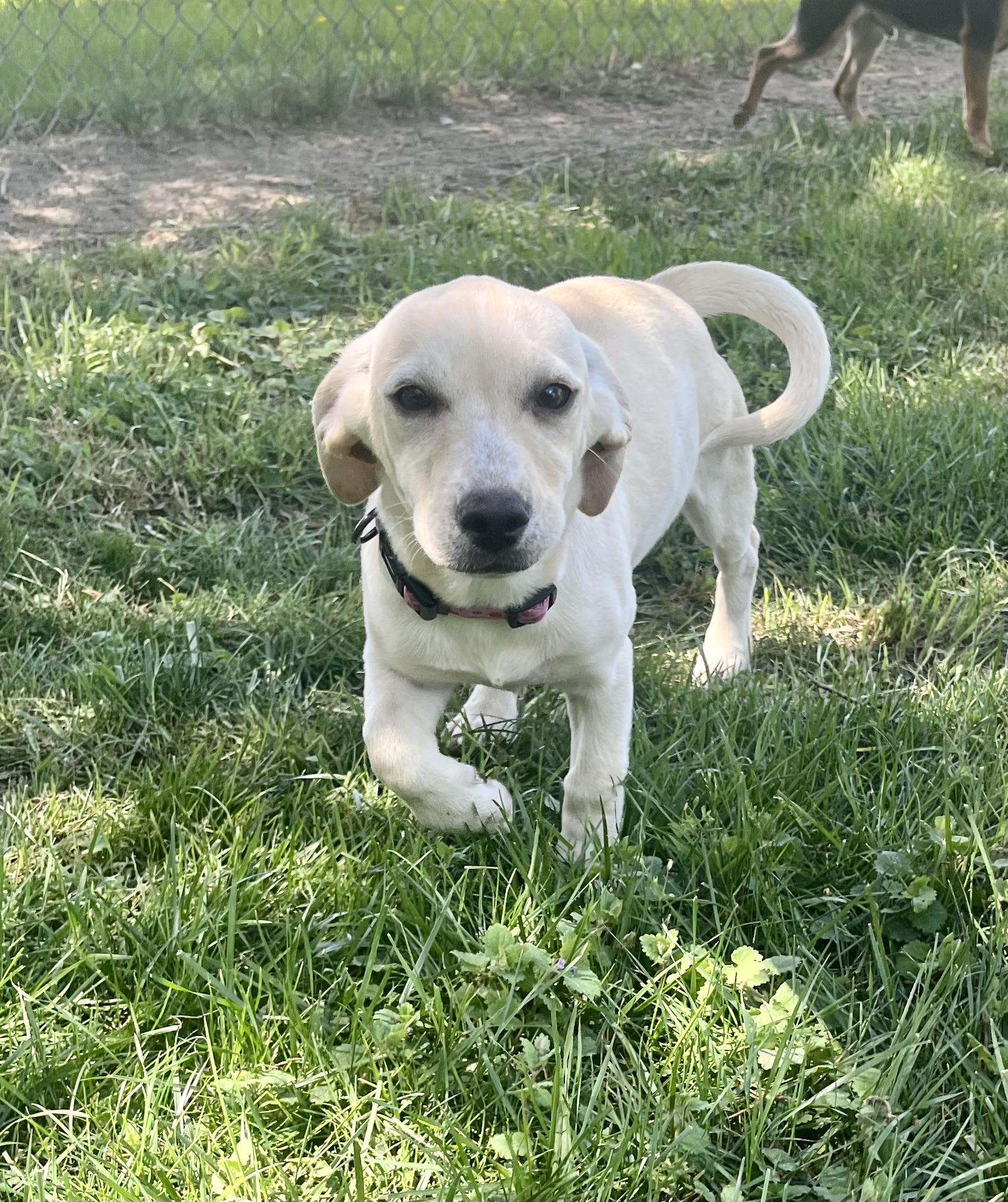 Cashew, a Adoptable mixed breed in Fairfax, VA image 1/3