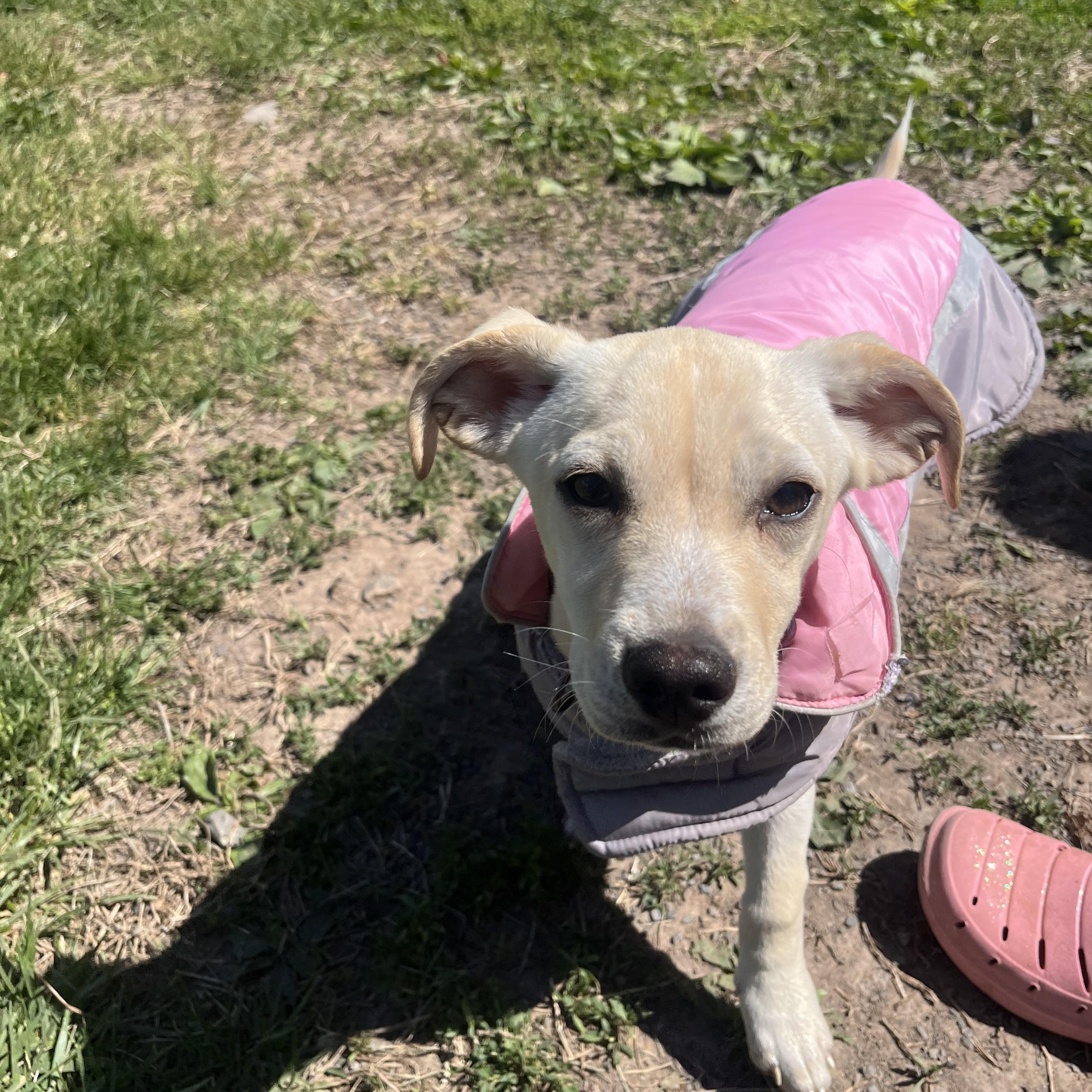 Cashew, a Adoptable mixed breed in Fairfax, VA image 3/3