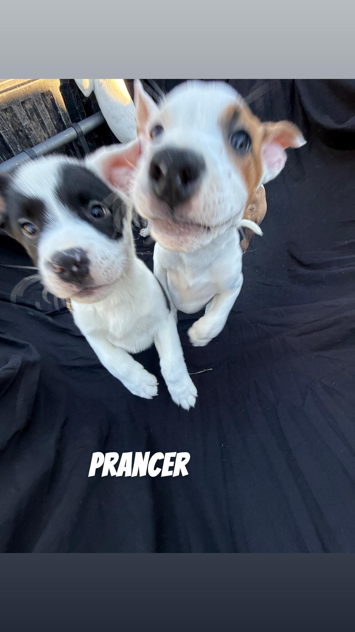 Prancer