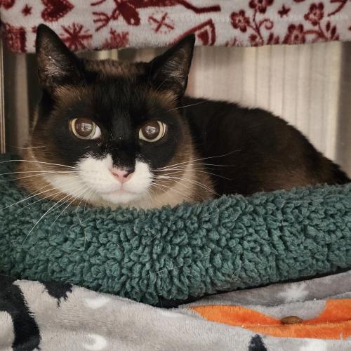 Enlarge Pacino, a Adoptable mixed breed in Webster, MA image 4/4