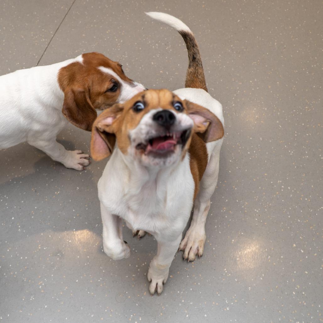 Mickey Mouse thumbnail 2