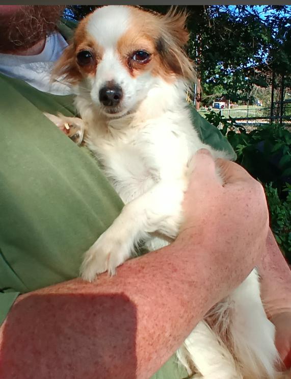 Enlarge Truffles in TX, a Adoptable Chihuahua in Cranston, RI image 1/1