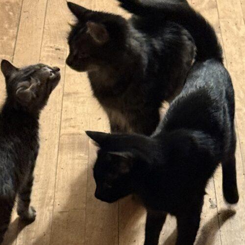 Mama Vegas, Adoptable, Young Female Domestic Medium Hair.