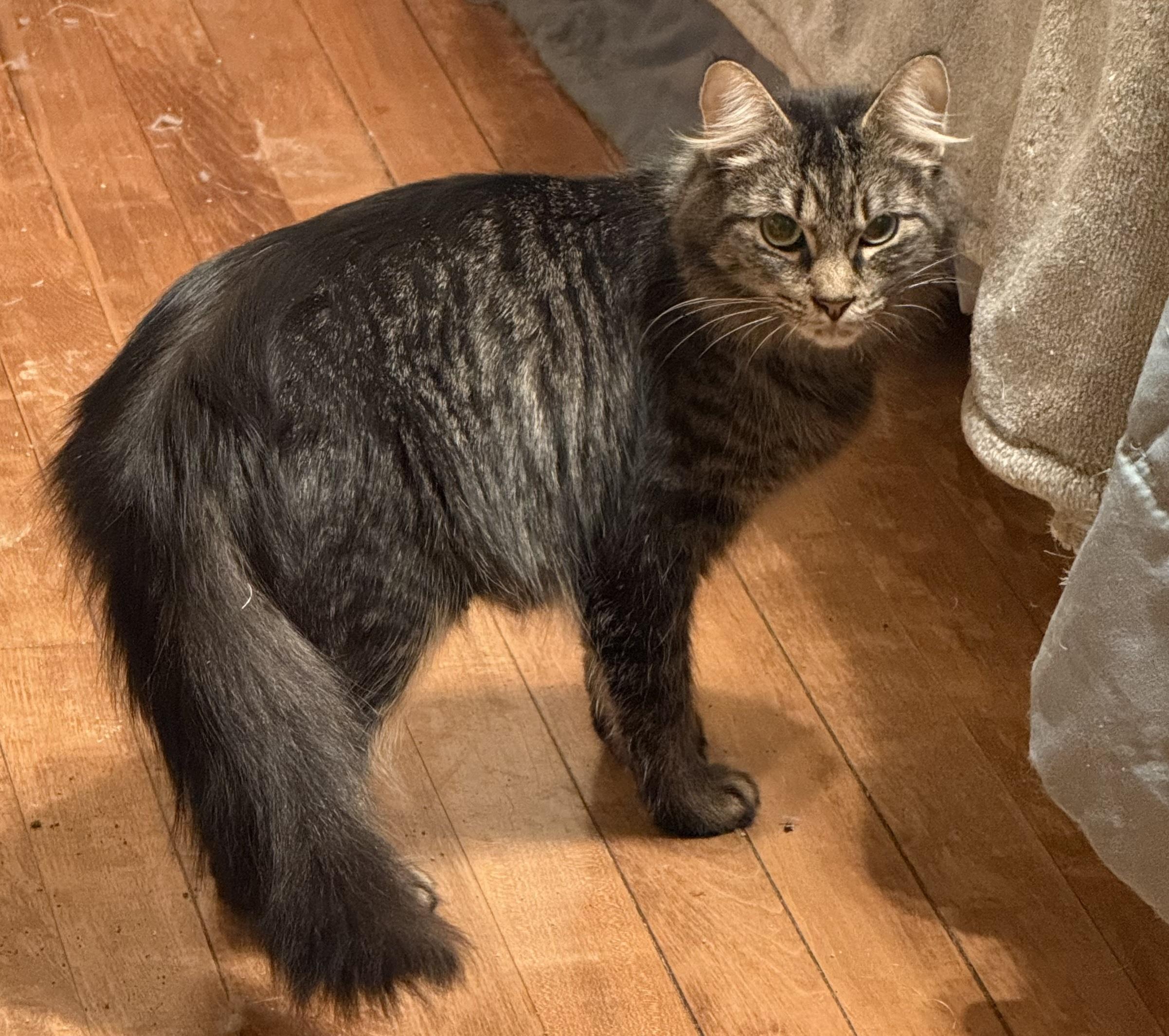 Mama Vegas, Adoptable, Young Female Domestic Medium Hair.