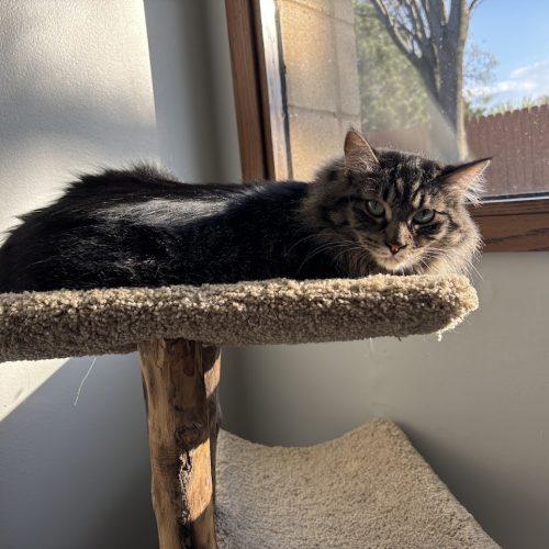 Vegas, a Adoptable Domestic Medium Hair in Kenosha, WI image 1/2