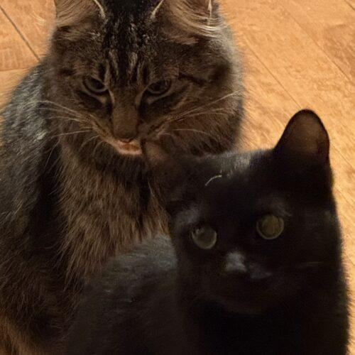 Mama Vegas, Adoptable, Adult Female Domestic Medium Hair.