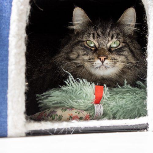 Vegas, a Adoptable Domestic Medium Hair in Kenosha, WI image 2/2