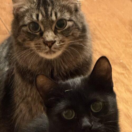 Enlarge Mama Vegas, a Adoptable Domestic Medium Hair in Kenosha, WI image 4/4