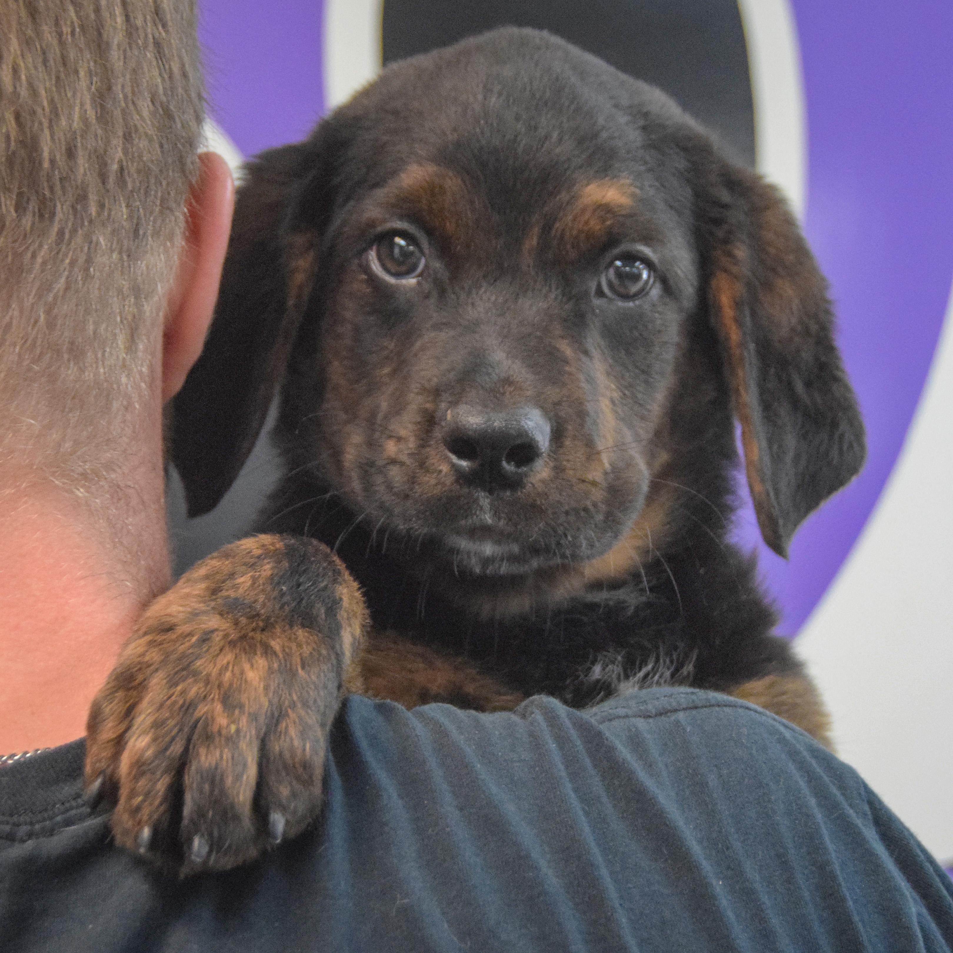 Enlarge Garrett, an adopted mixed breed in Huntley, IL image 5/6