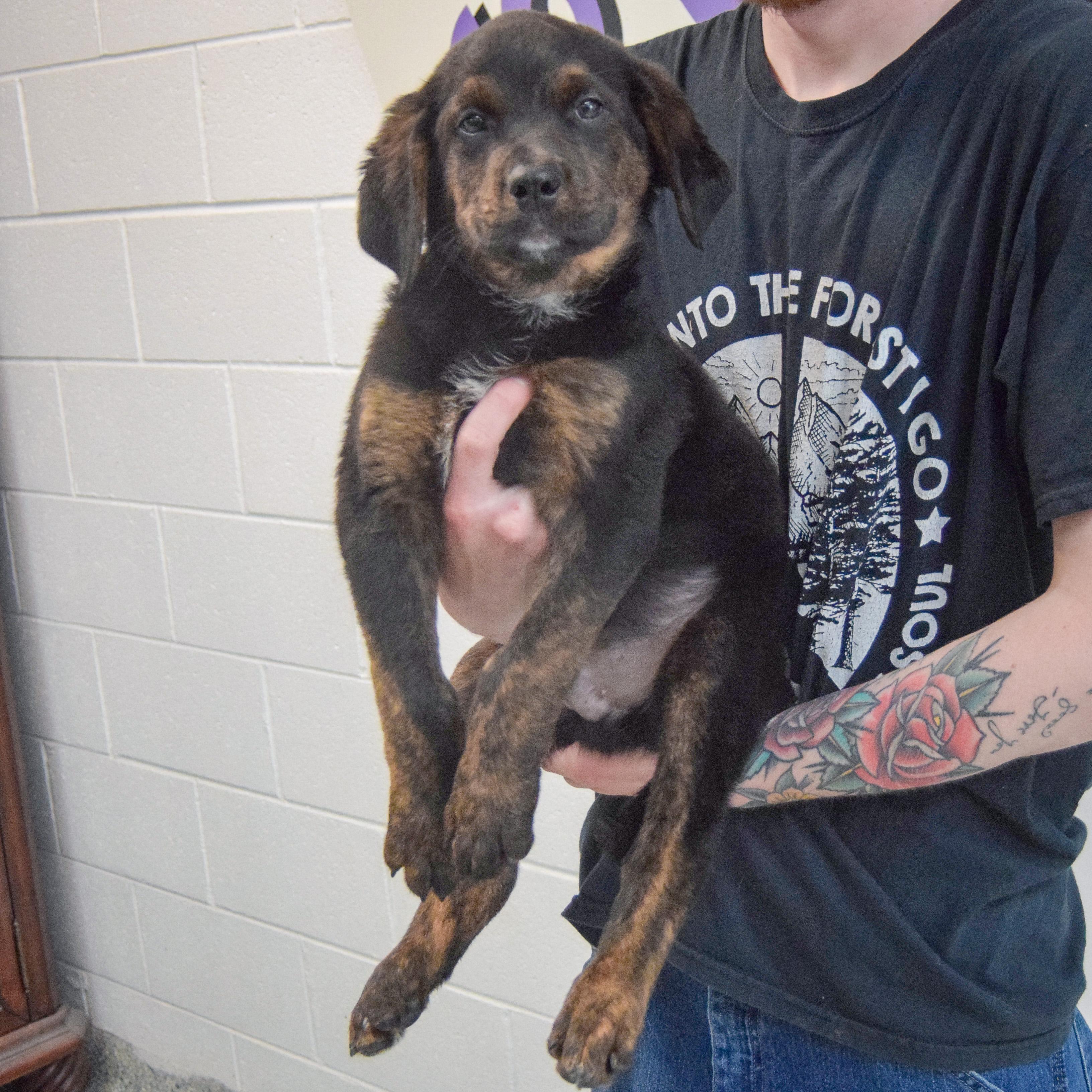 Enlarge Garrett, an adopted mixed breed in Huntley, IL image 4/6