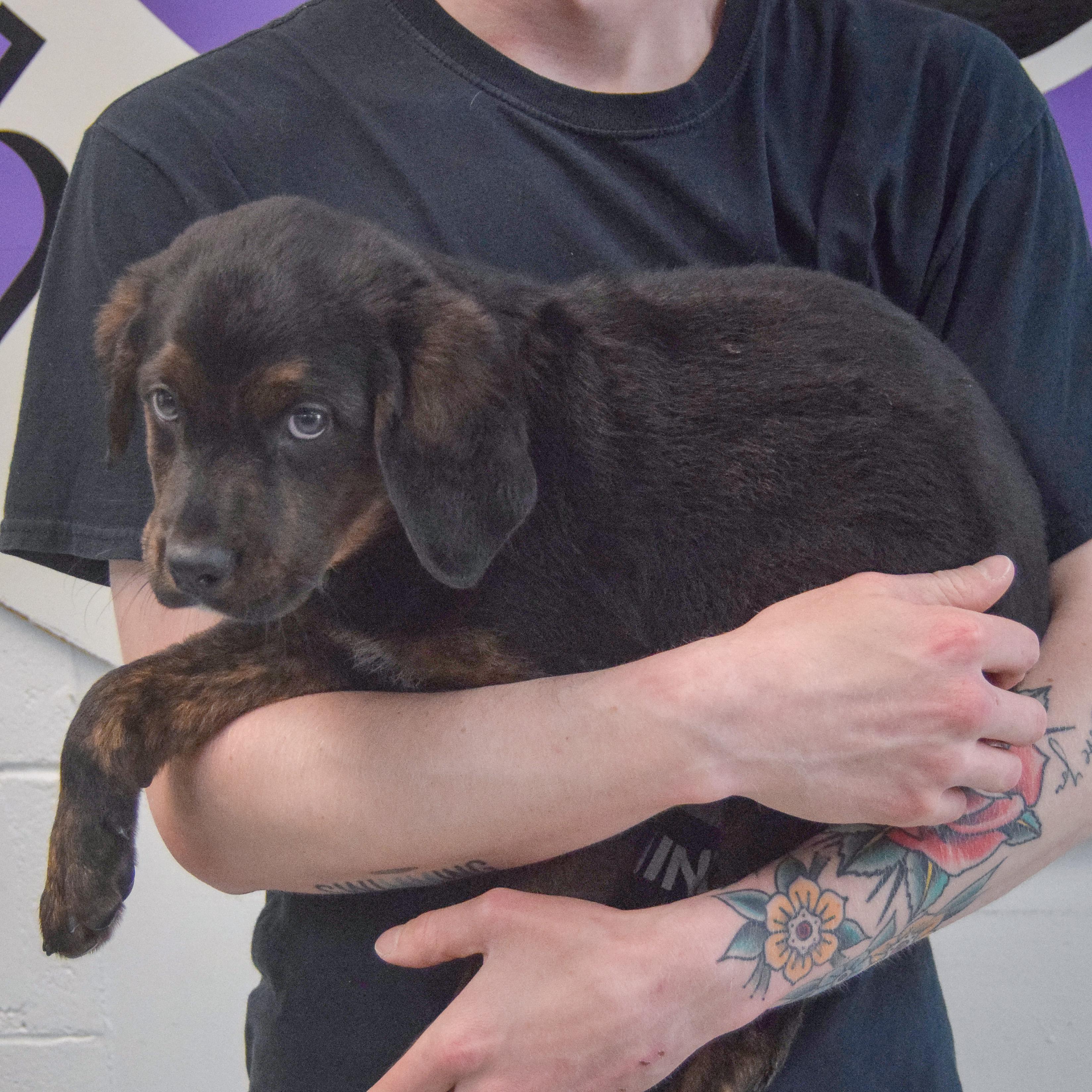 Enlarge Garrett, an adopted mixed breed in Huntley, IL image 2/6