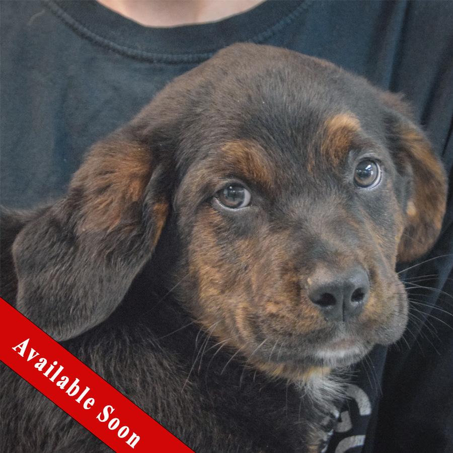 Enlarge Garrett, an adopted mixed breed in Huntley, IL image 1/6