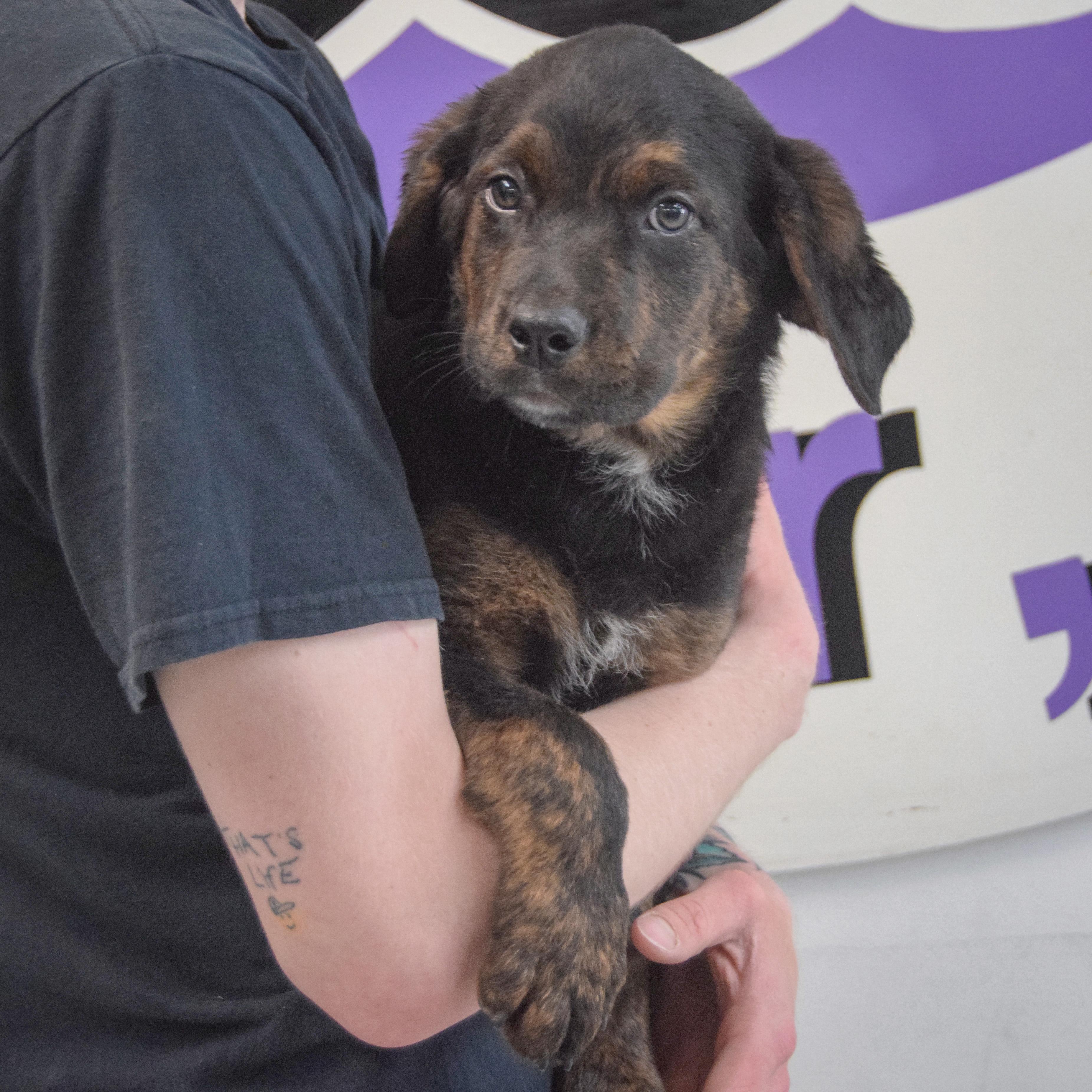 Enlarge Garrett, an adopted mixed breed in Huntley, IL image 3/6