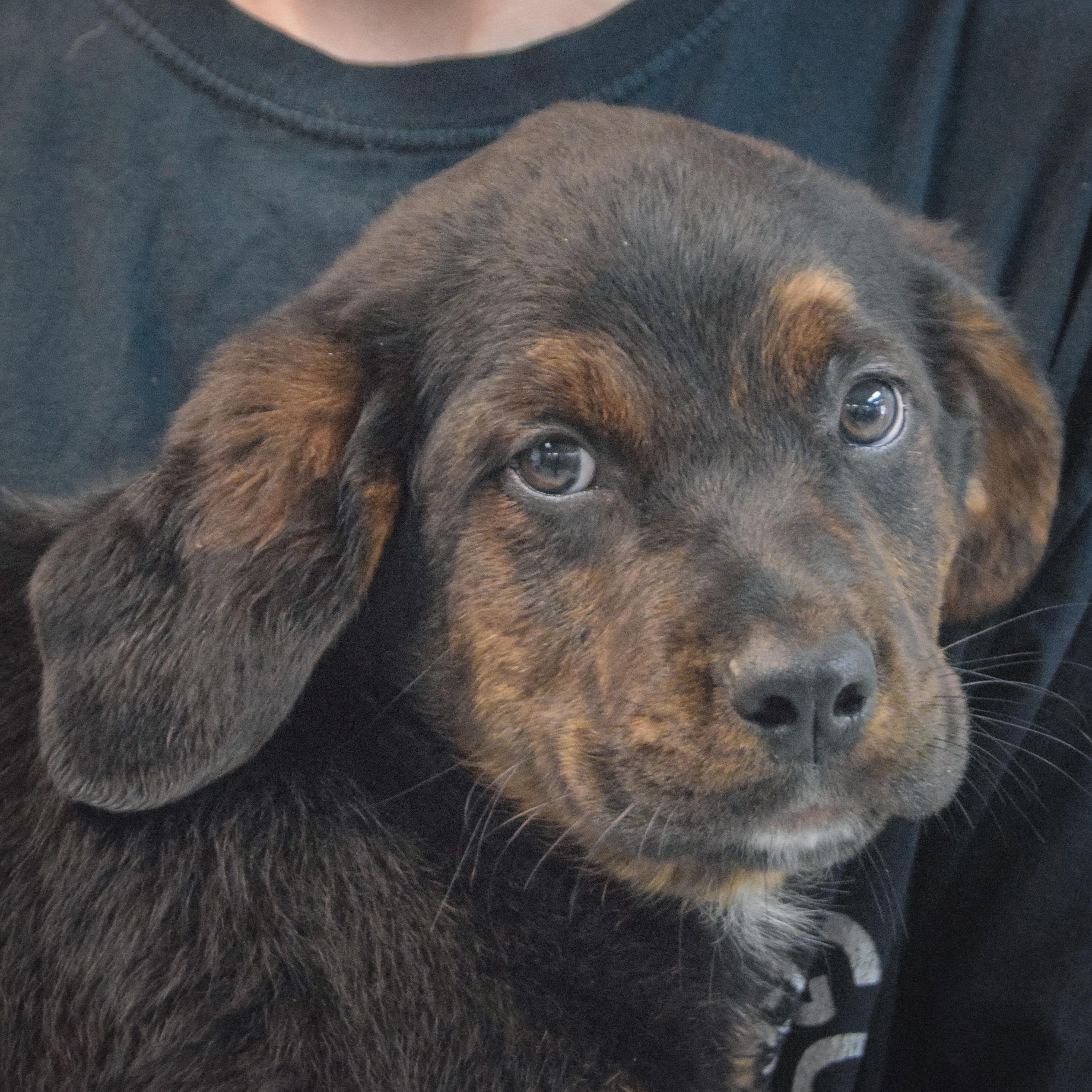 Enlarge Garrett, an adopted mixed breed in Huntley, IL image 6/6