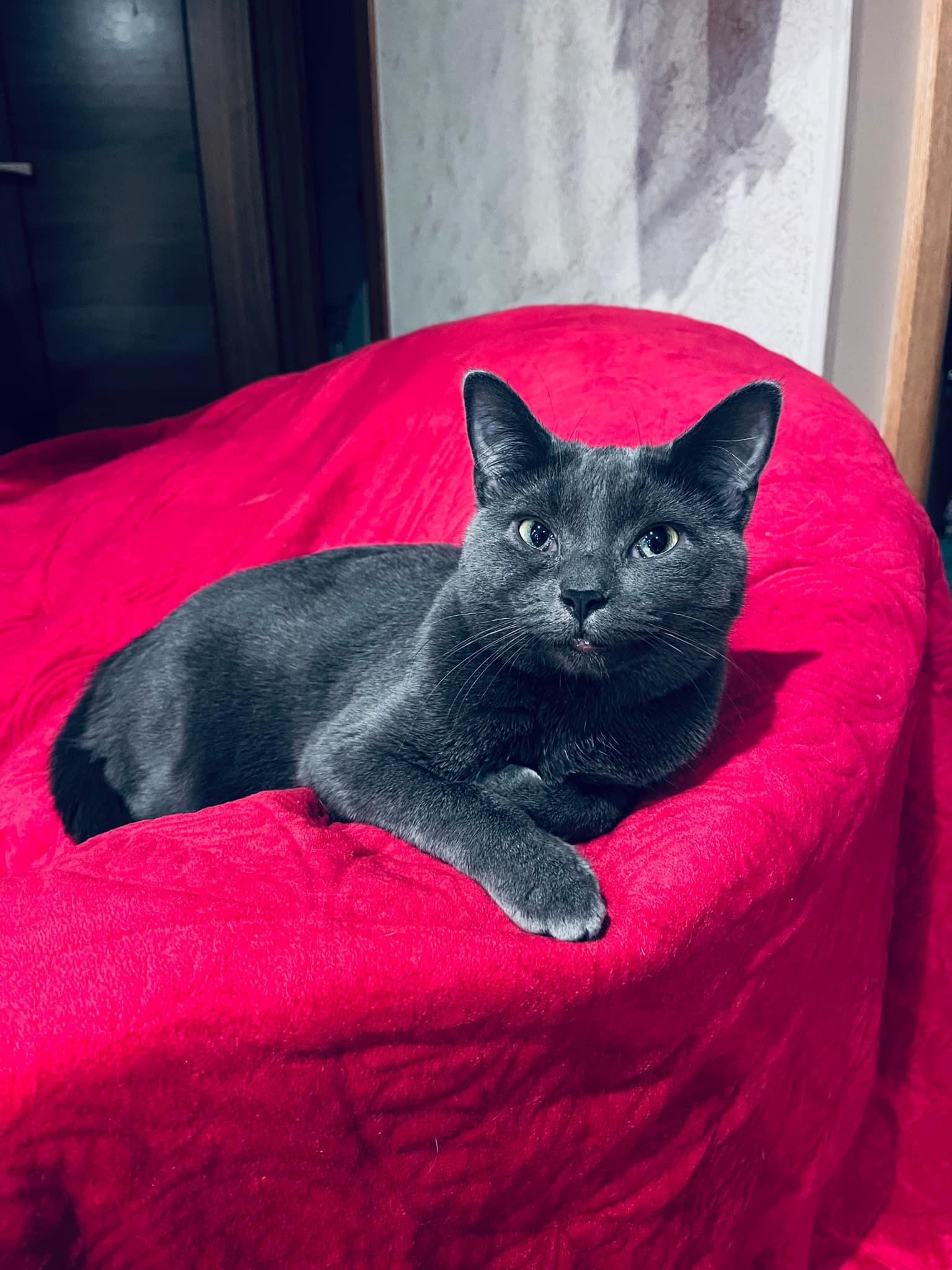 Enlarge Adoree and Pogo, a Adoptable Domestic Short Hair in Brooklyn, NY image 1/6