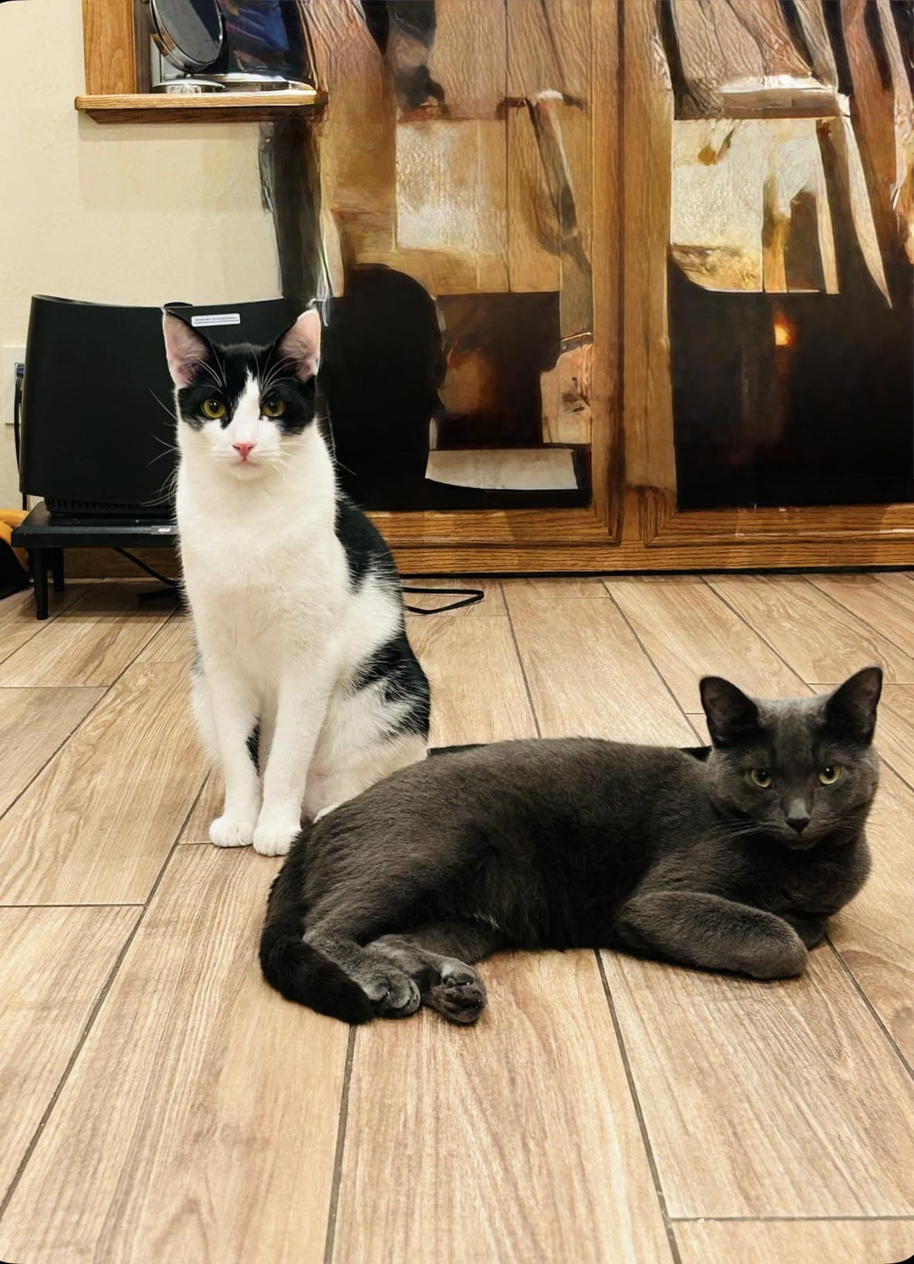 Enlarge Adoree and Pogo, a Adoptable Domestic Short Hair in Brooklyn, NY image 2/6