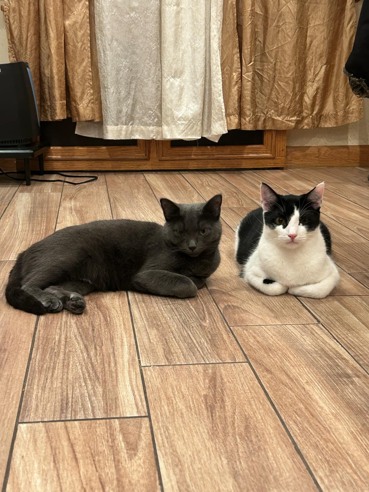 Enlarge Adoree and Pogo, a Adoptable Domestic Short Hair in Brooklyn, NY image 5/6