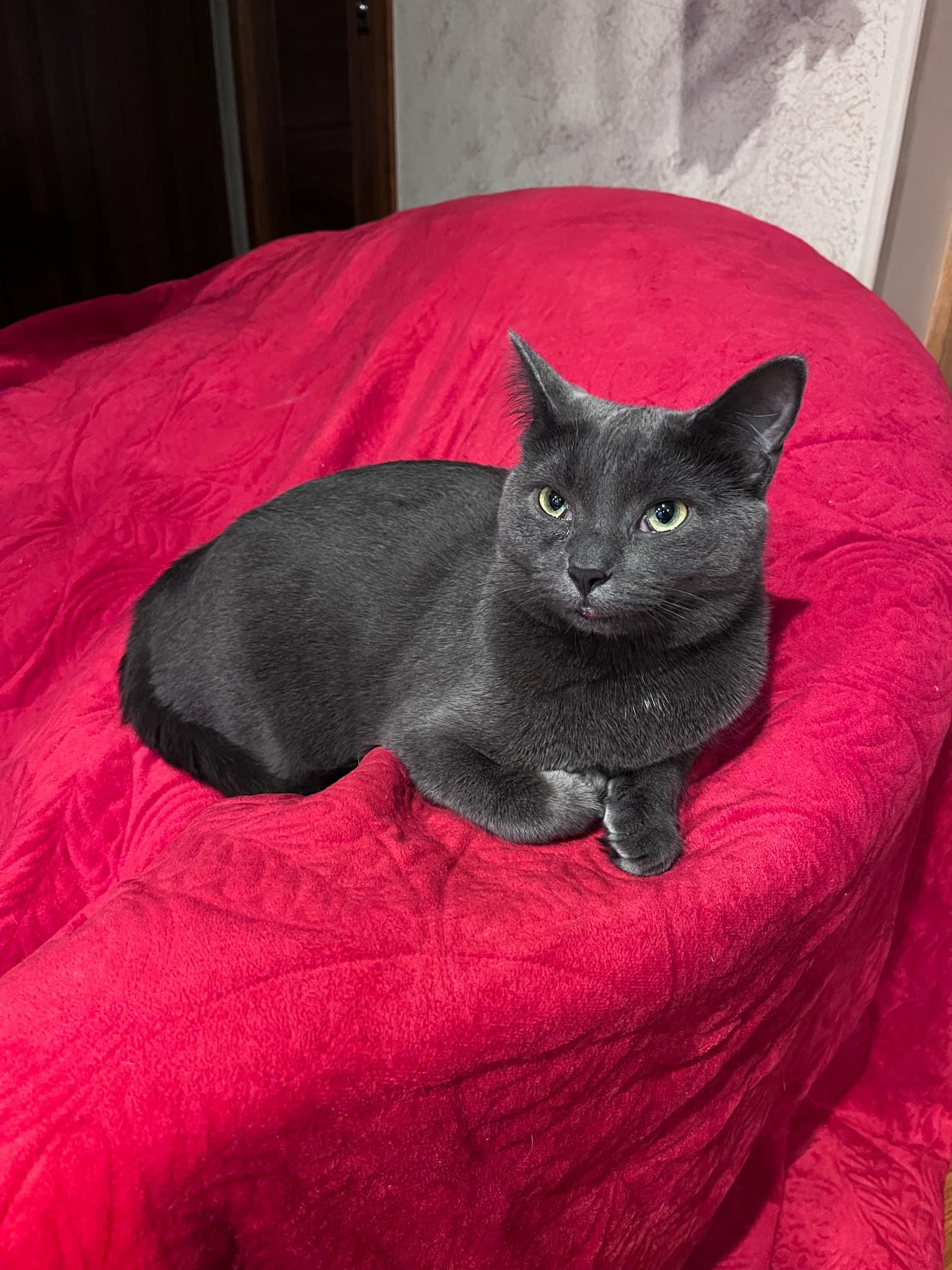 Enlarge Adoree and Pogo, a Adoptable Domestic Short Hair in Brooklyn, NY image 6/6