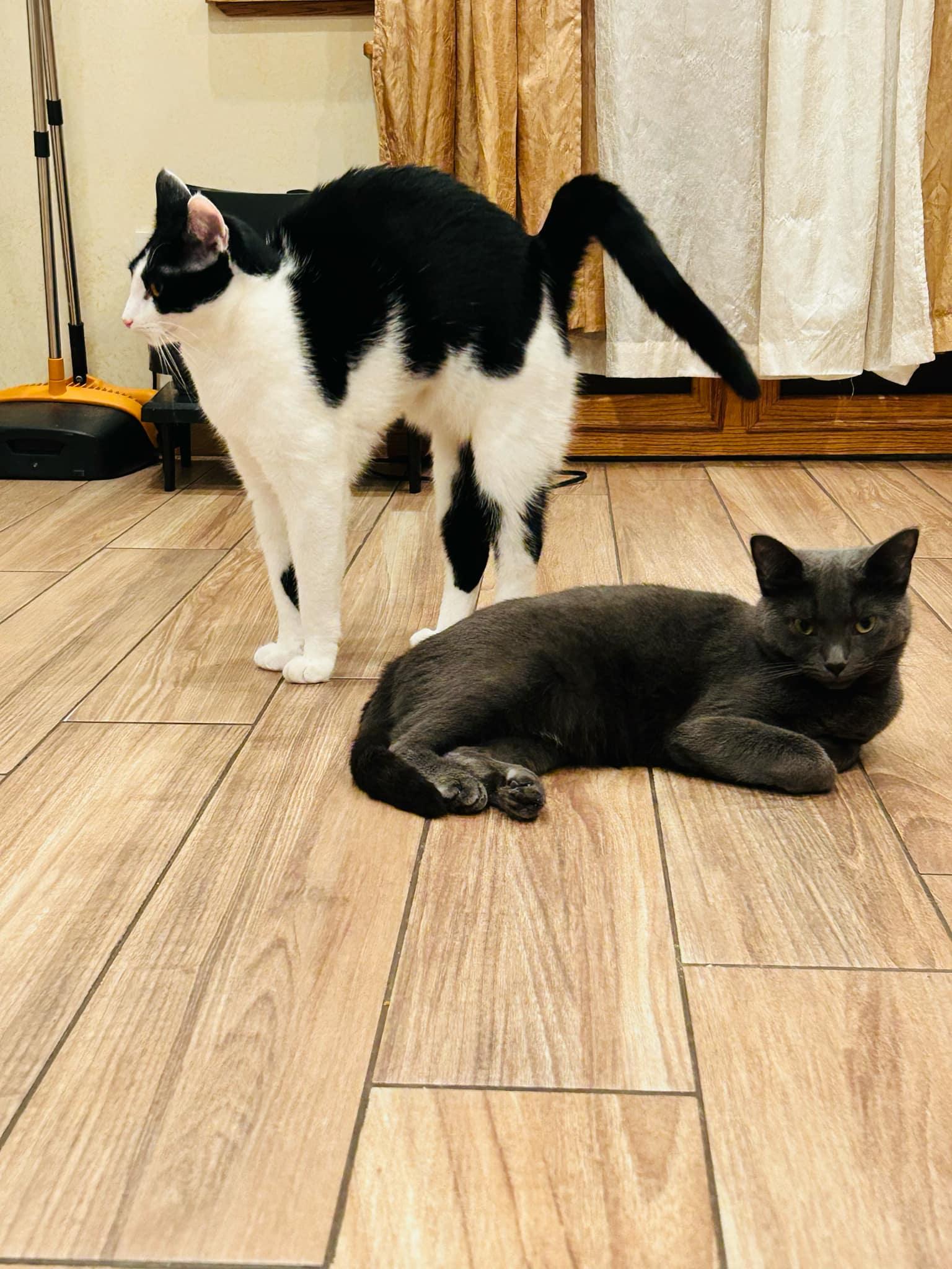 Enlarge Adoree and Pogo, a Adoptable Domestic Short Hair in Brooklyn, NY image 4/6